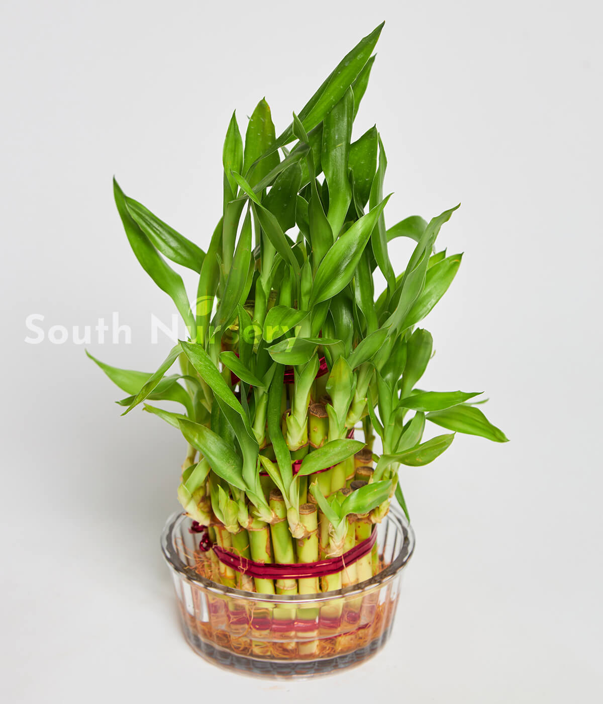 3LayerLuckyBambooPlant