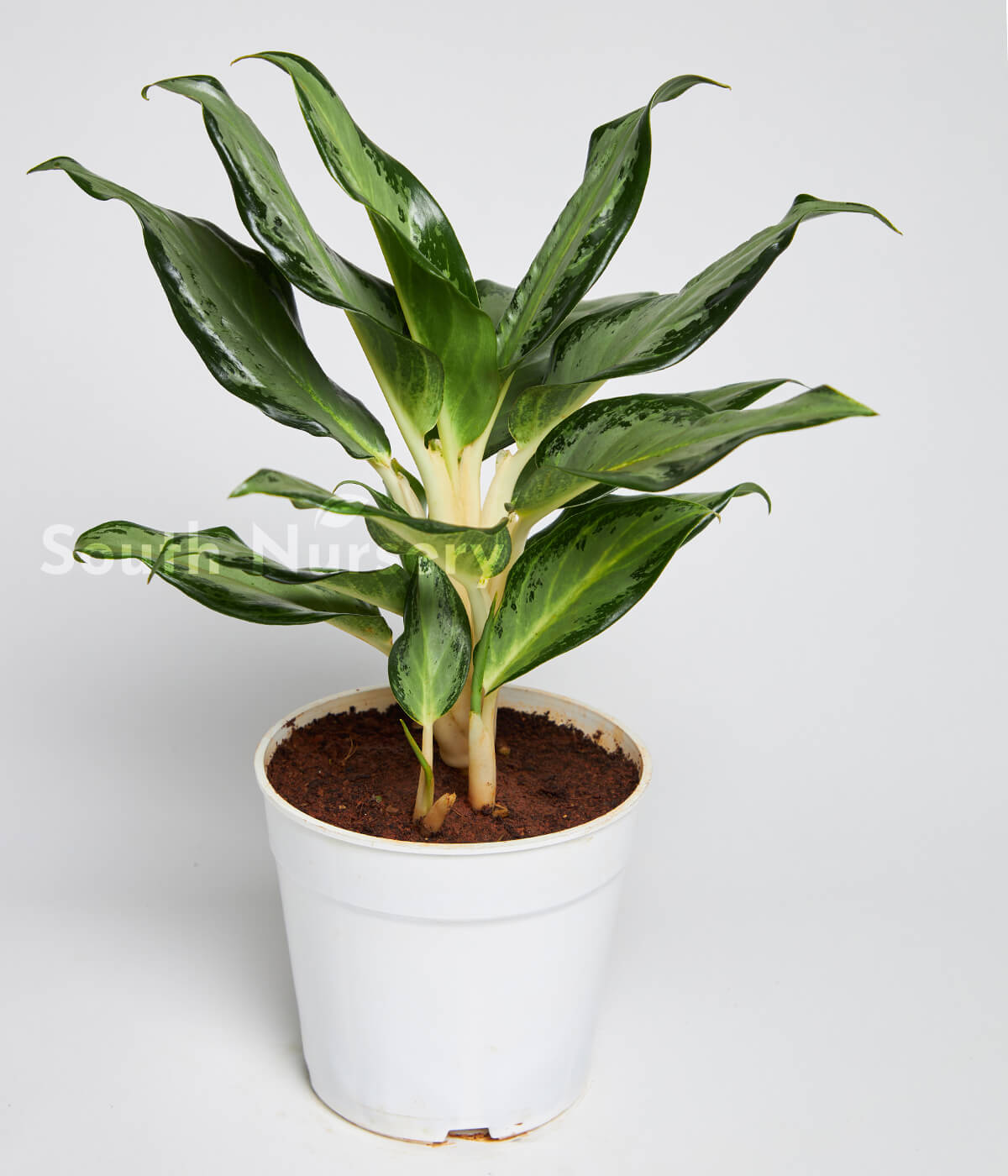 AglaonemaSilverBay_ChineseEvergreen_plantWhitePot