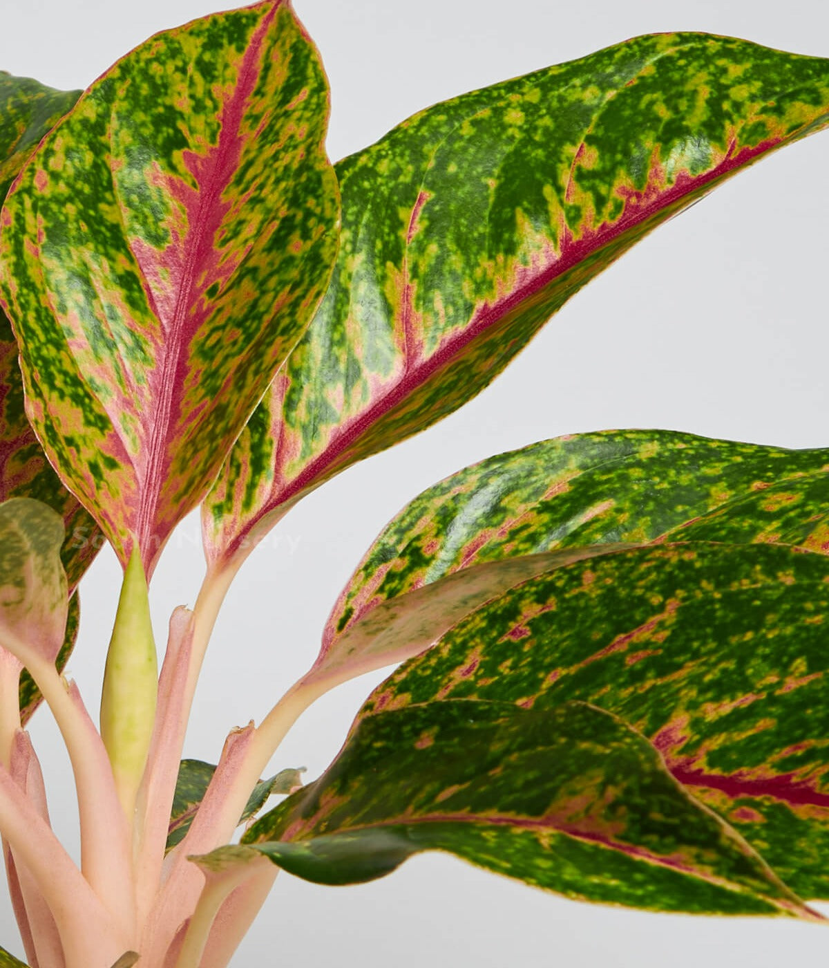 Aglaonema Widuri Red Peapock plant