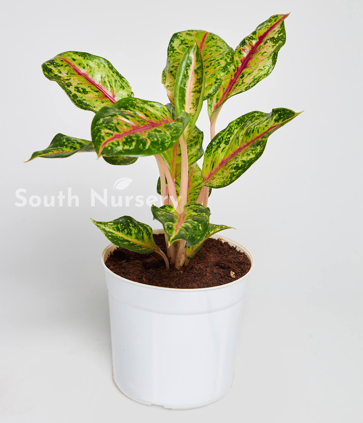 Aglaonema Widuri Red Peapock plant 