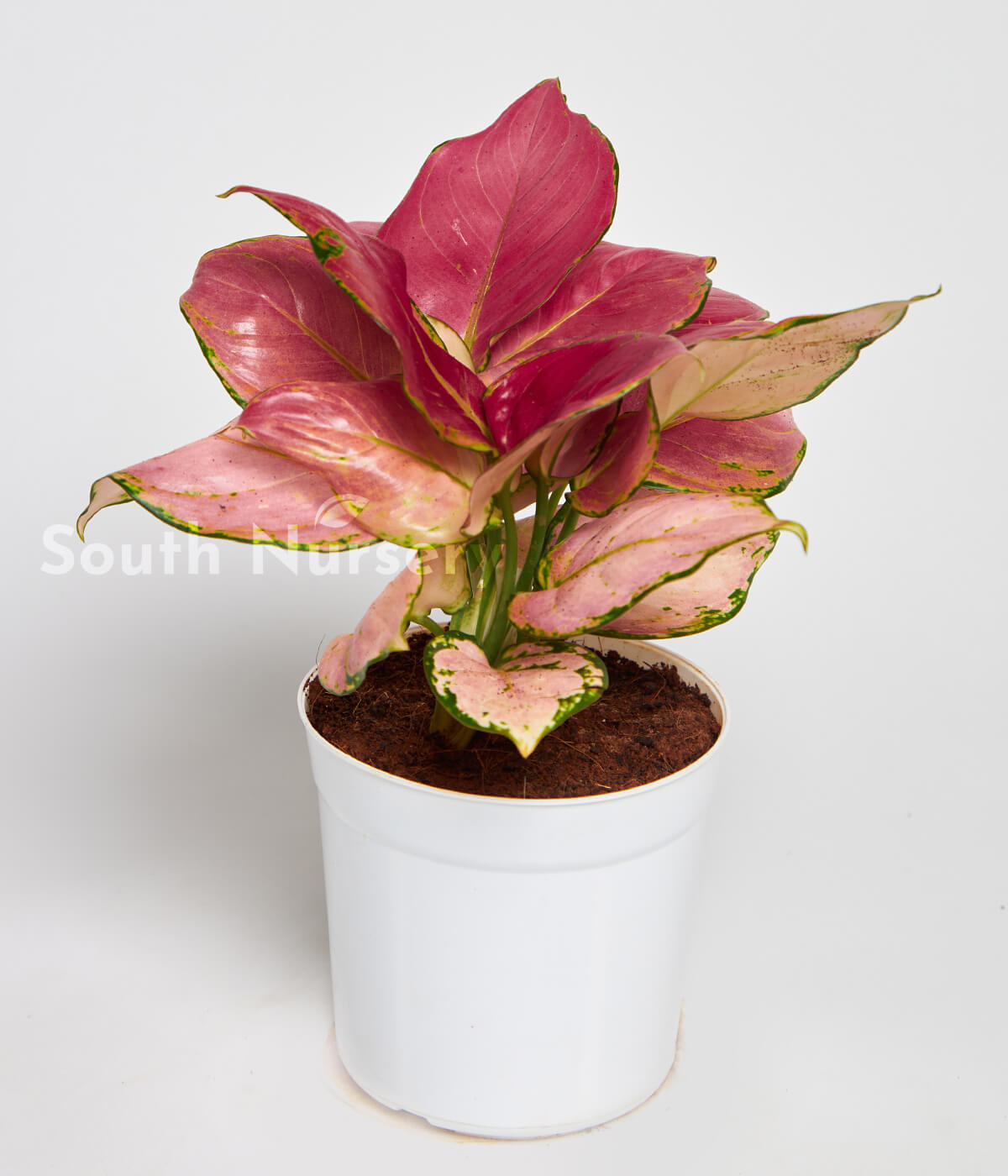 Aglaonema_pink_ladyvalentineplantwhitepot