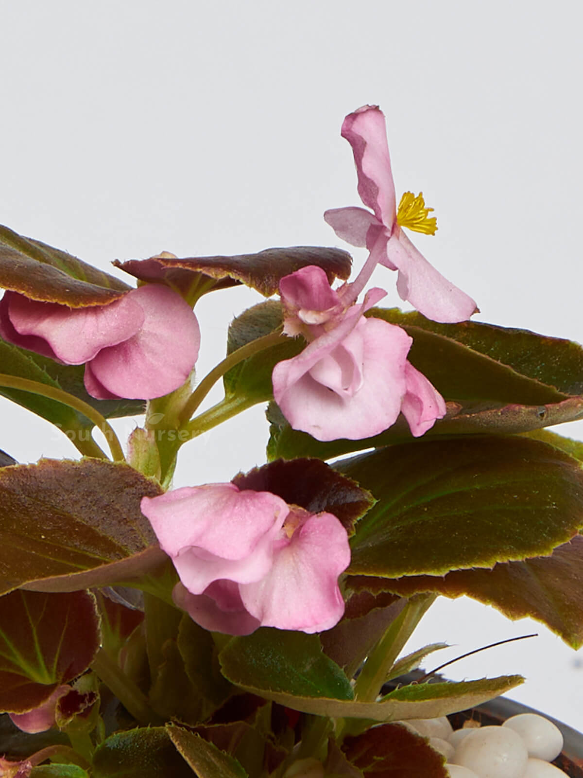 BegoniaPinkFloweringPlant