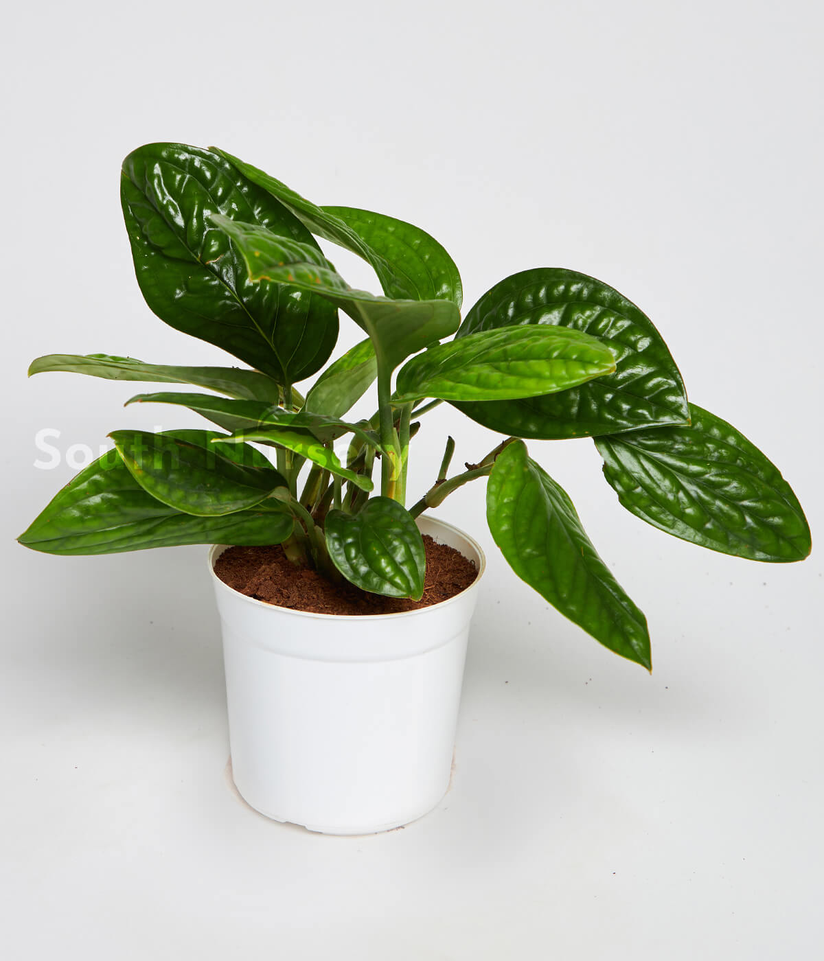 BetelLeaf_MagaiPaan_Plantwhitepot