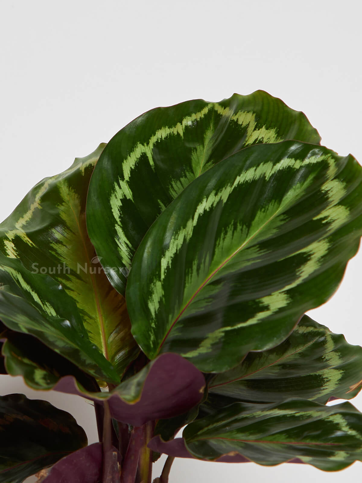 Calathea-medallionliveplant