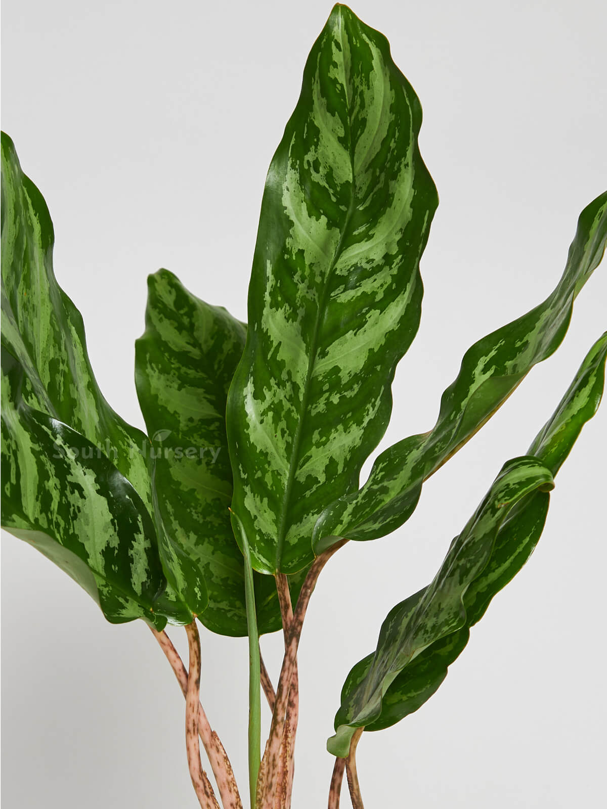 CalatheaGreenVelvetplant