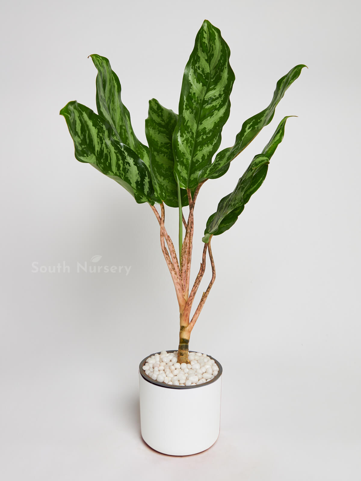 CalatheaGreenVelvetplantWhitePot