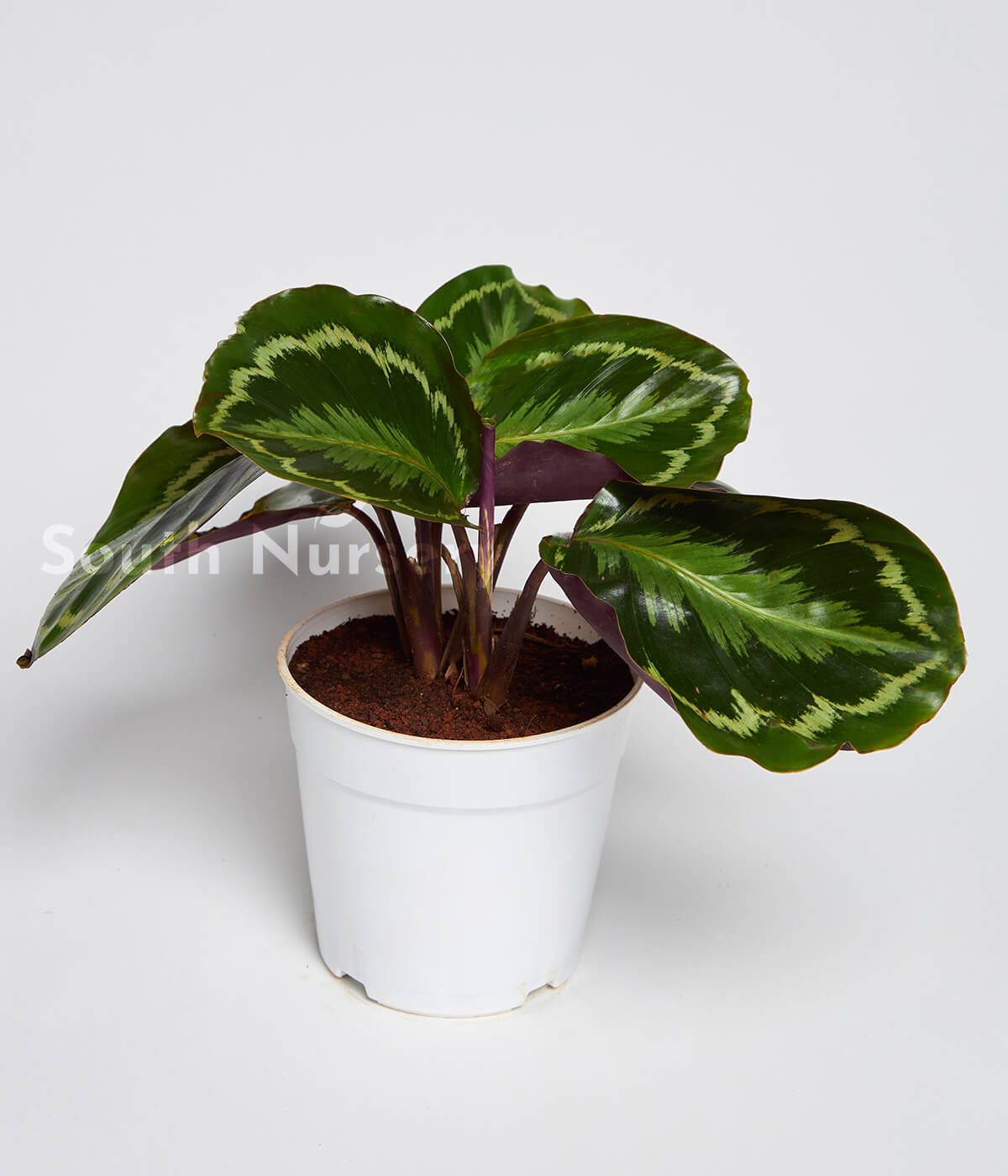 CalatheaMedallionplantWhitepot