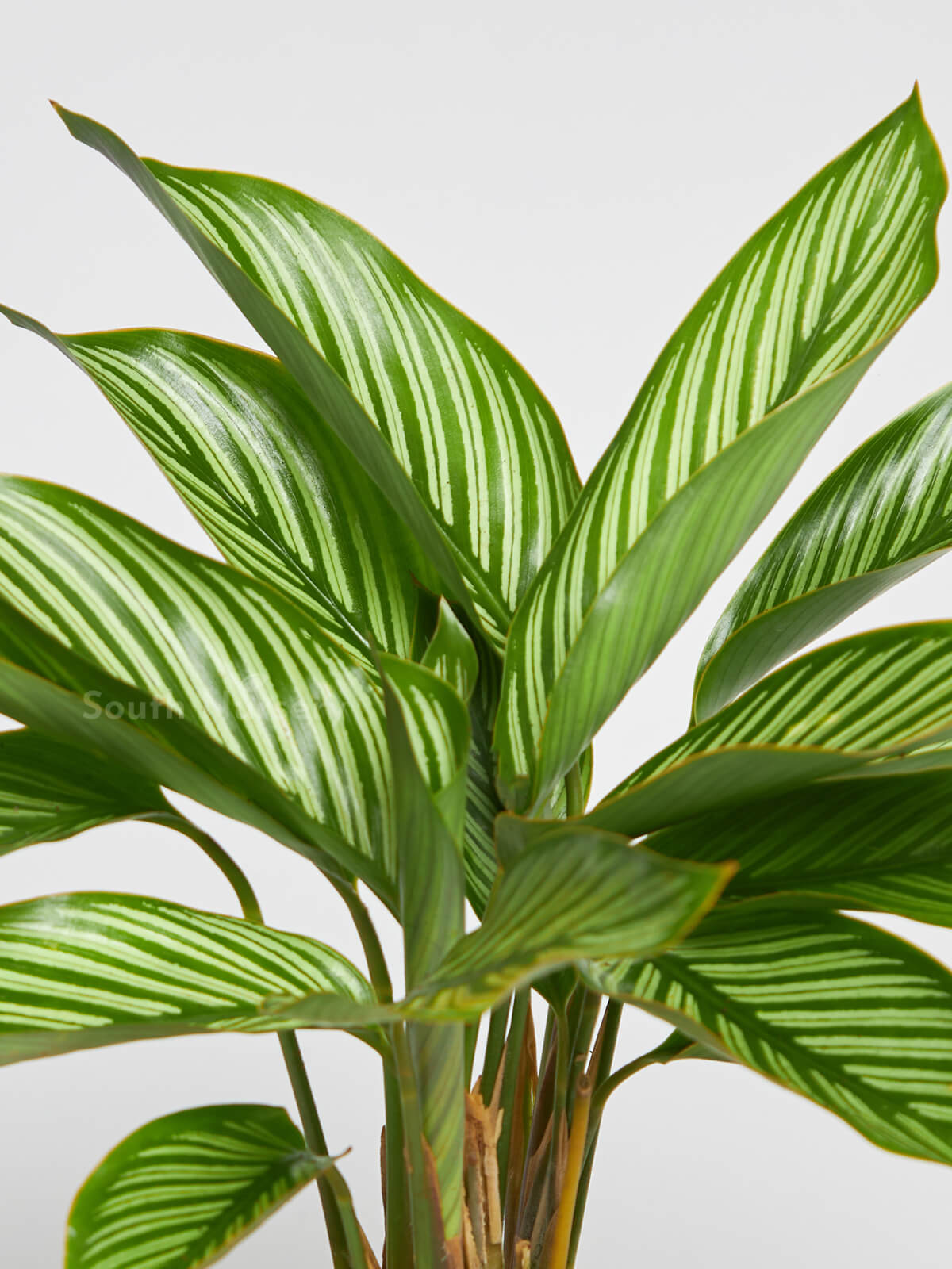 CalatheaPinStripeplant