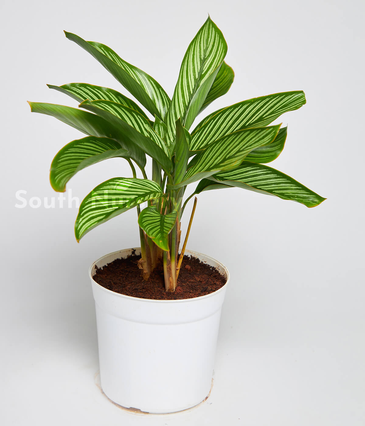 CalatheaPinStripeplantwhitepot