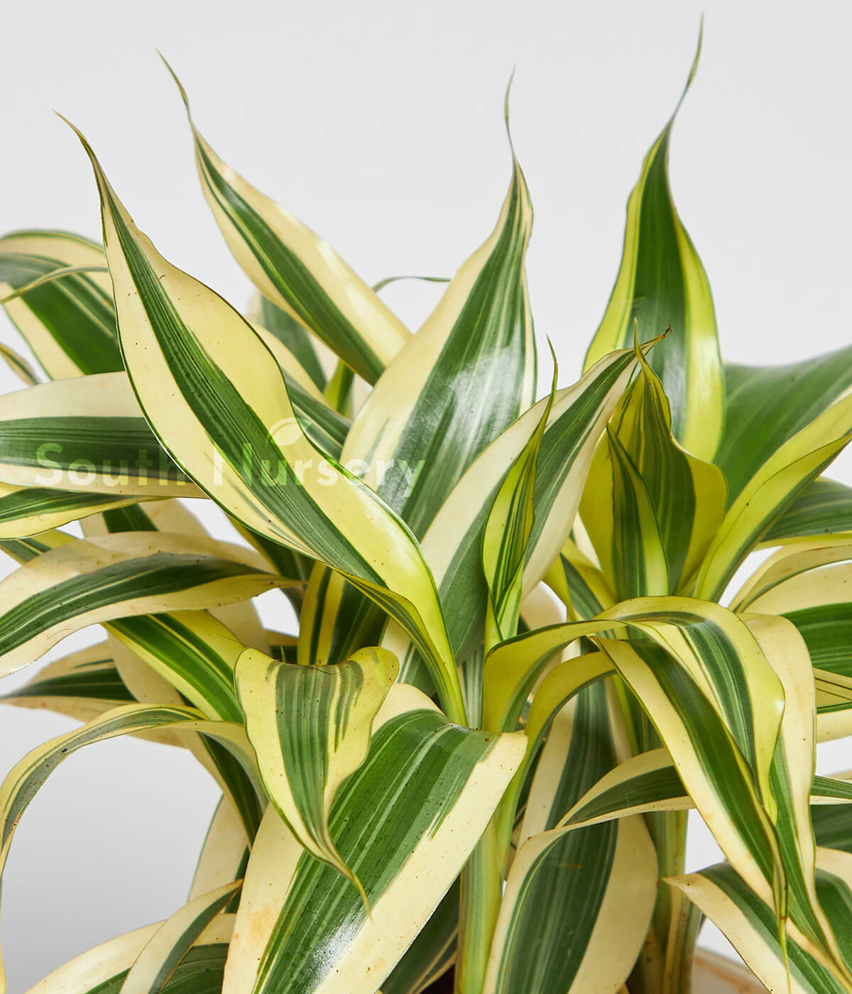 DRACAENA_SONGOFINDIAplant