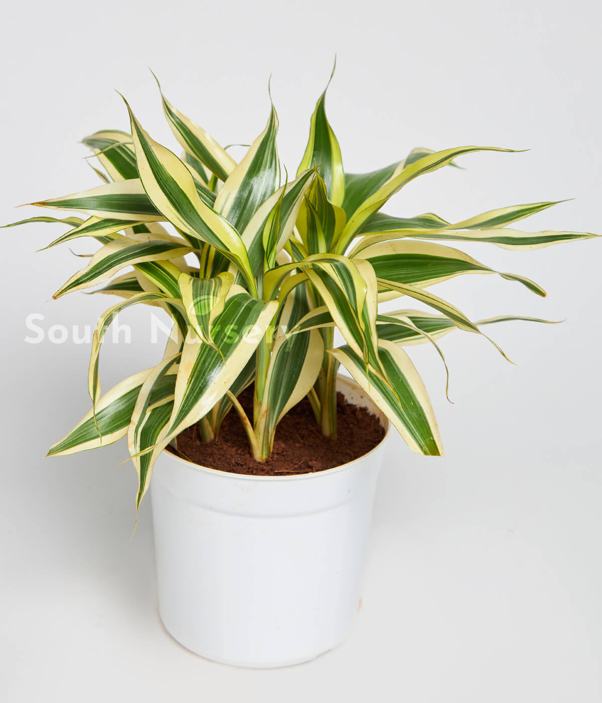 DRACAENA_SONGOFINDIAplantWhitepot