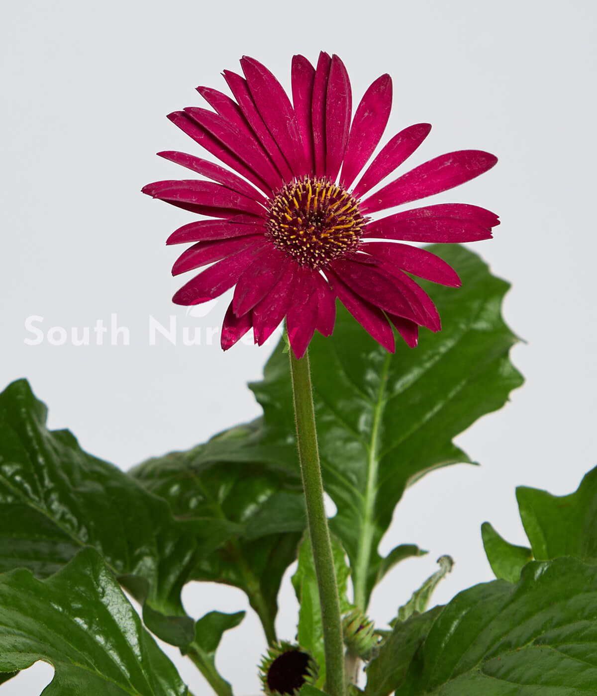 DarkPinkPlantGerbera