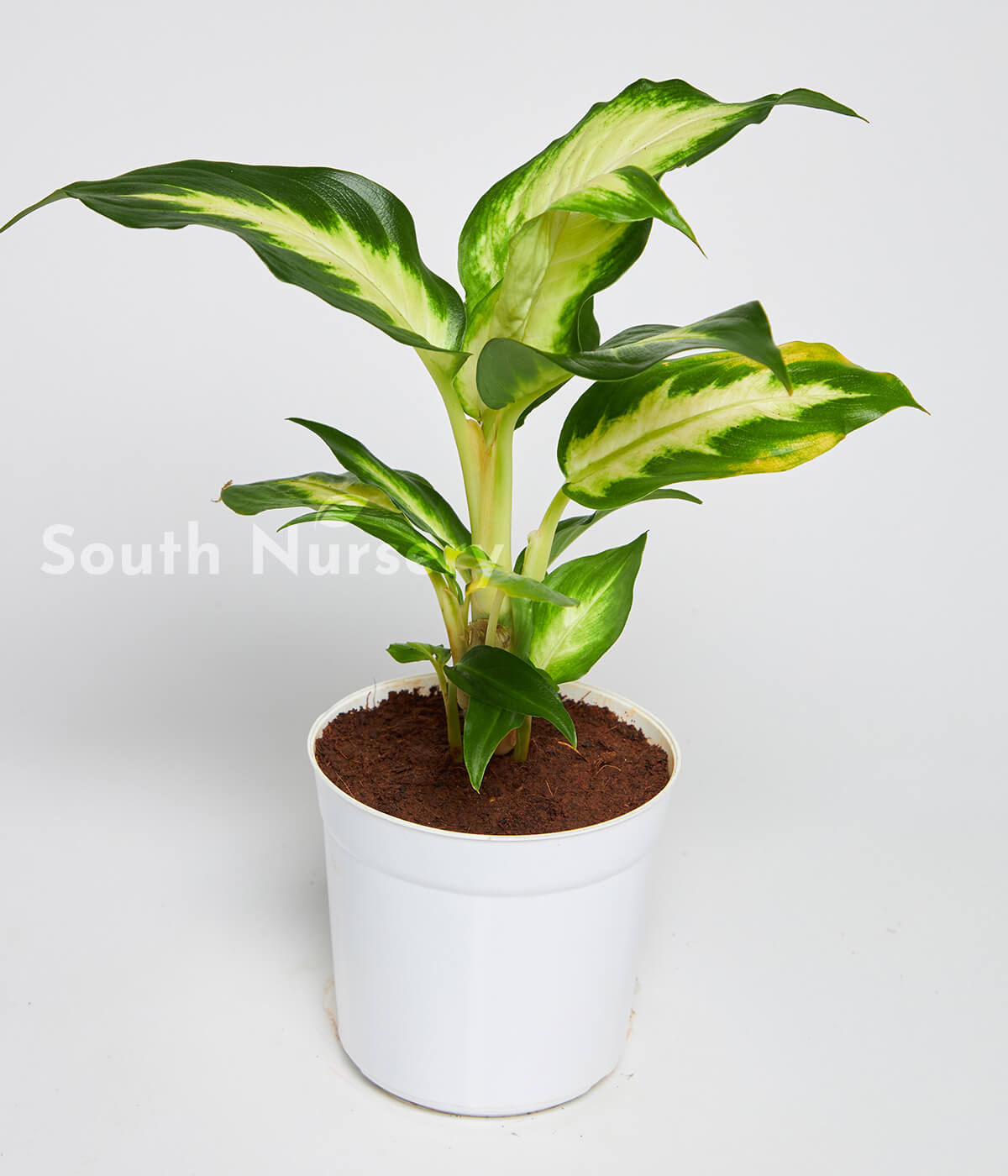 Dieffenbachia_TriumphPlantWhitePot