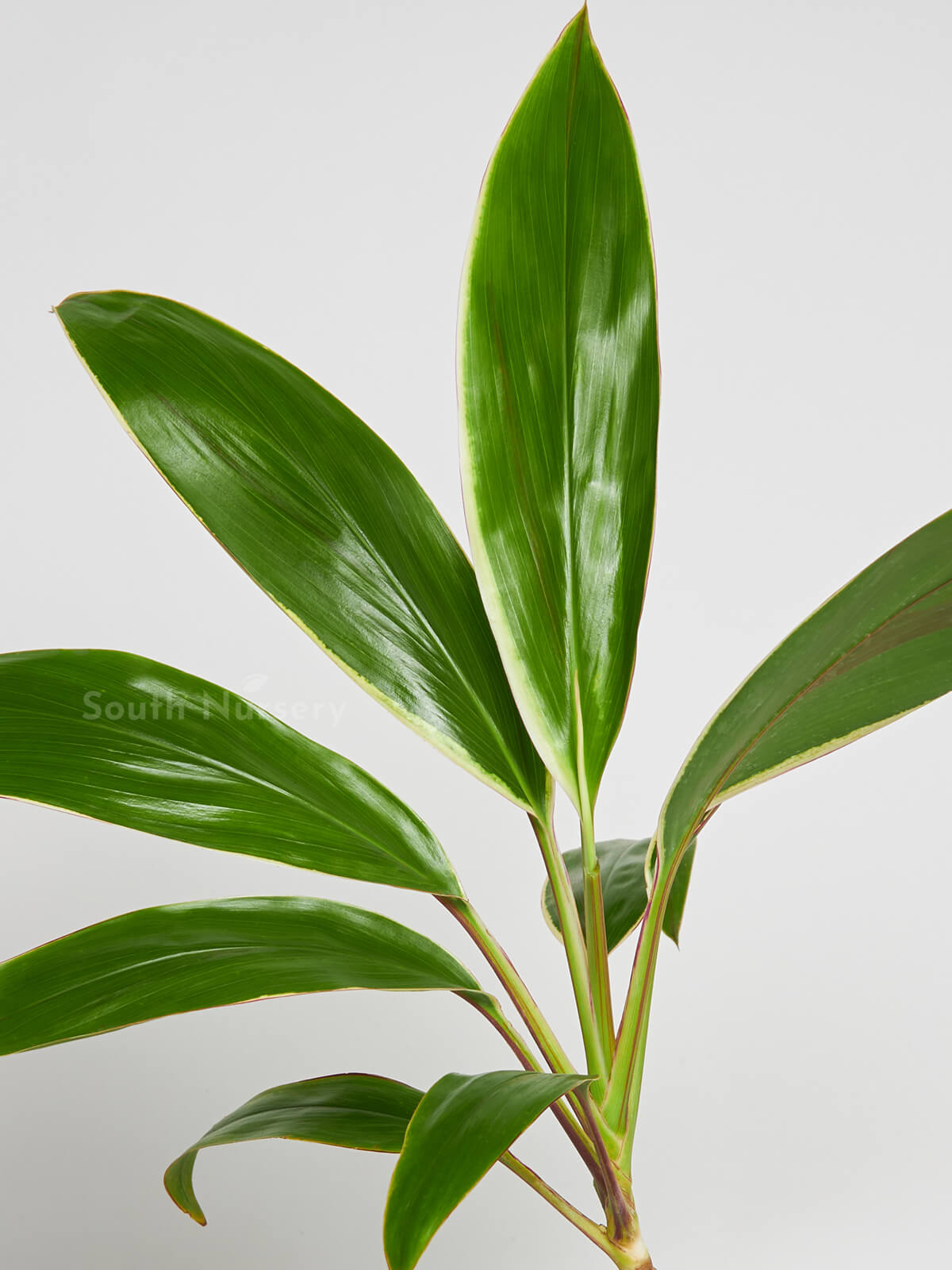 DracaenaGreenJewelplant