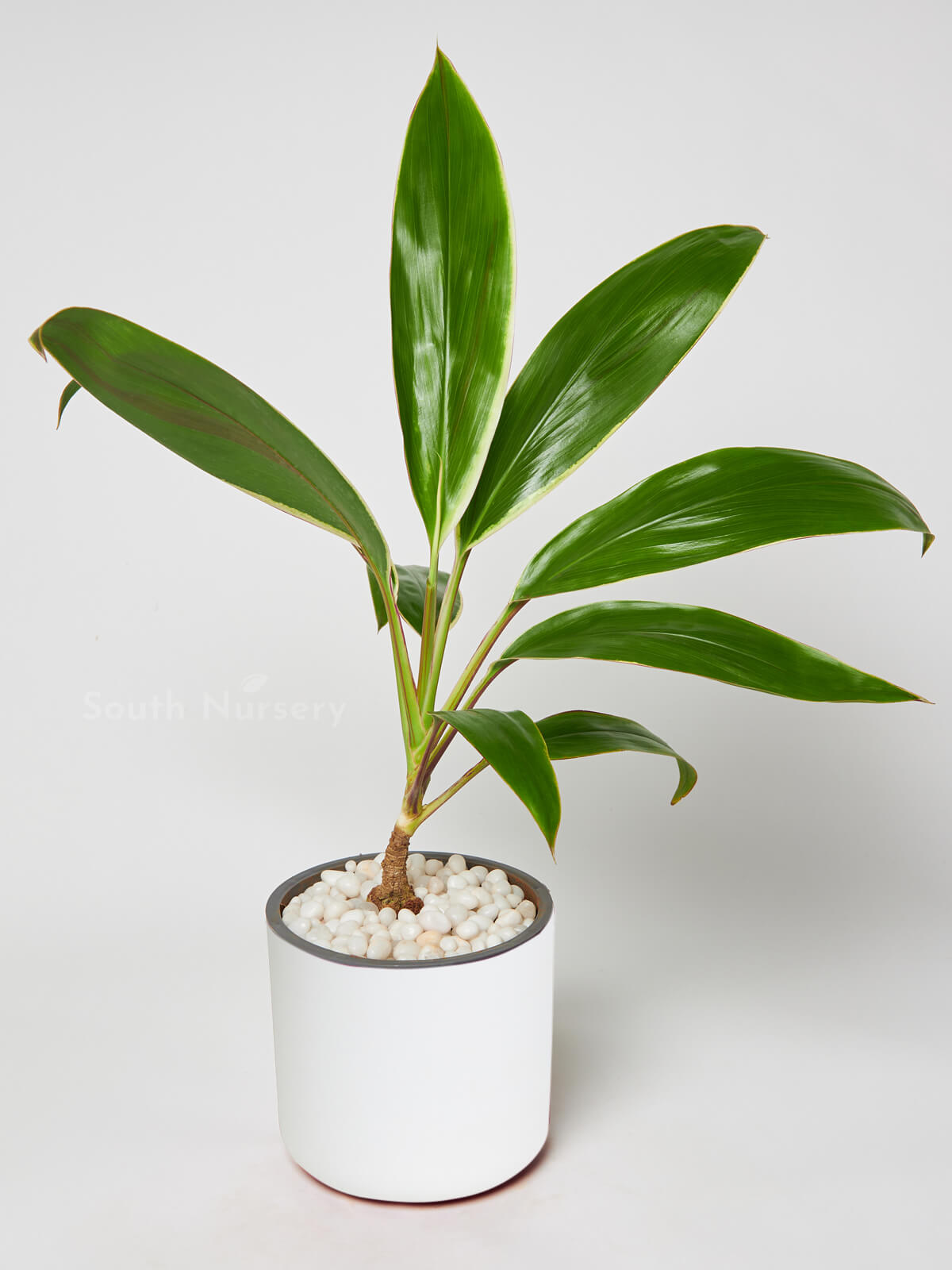 DracaenaGreenJewelplantWhitePot