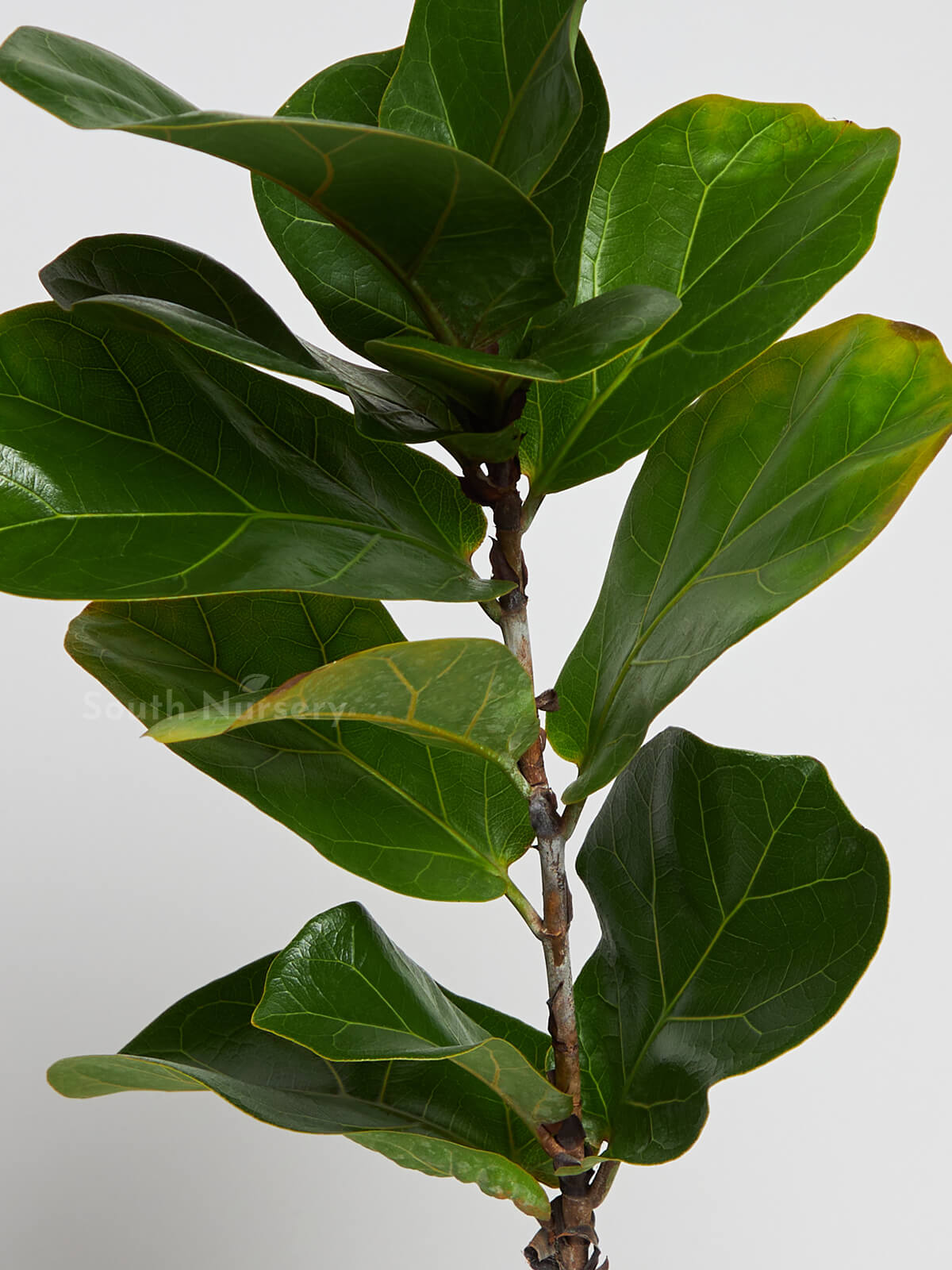 FicusLyrataBambino_DwarfFiddleLeafFigplant