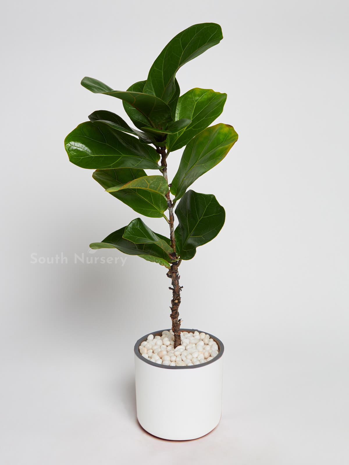 FicusLyrataBambino_DwarfFiddleLeafFigplantWhitePot