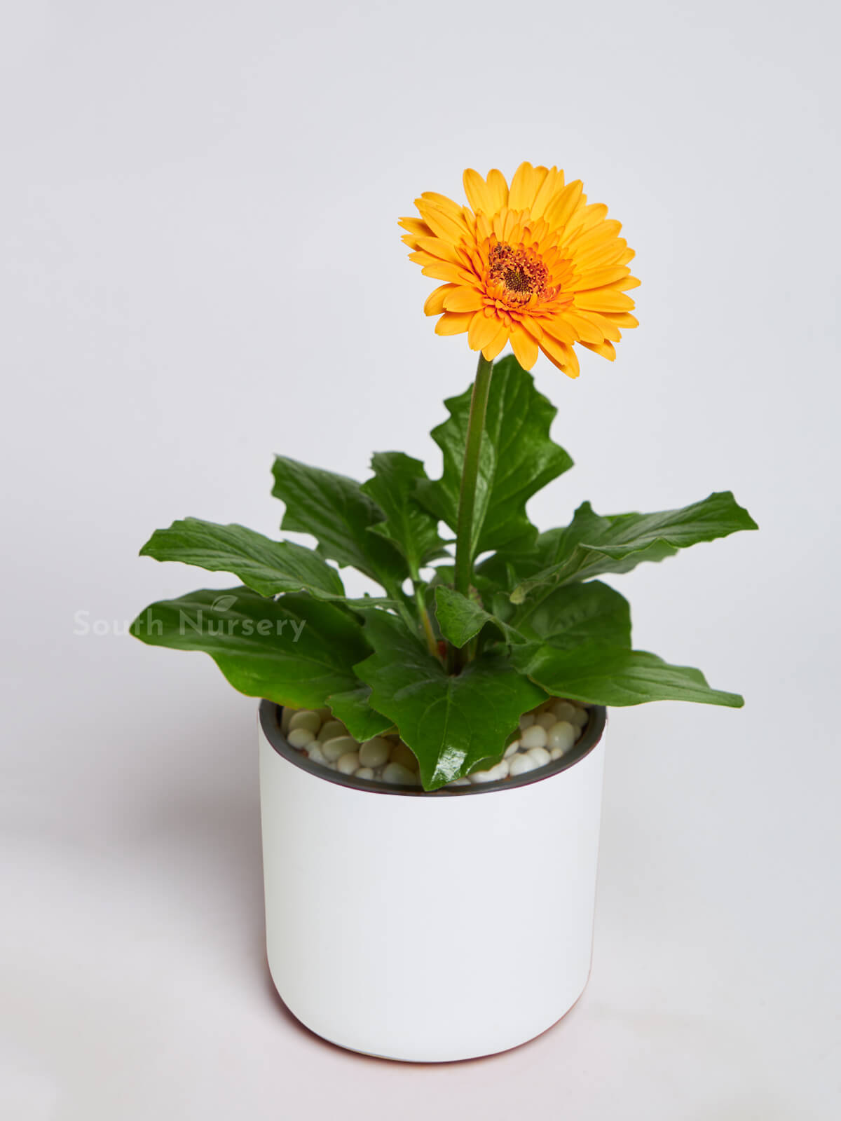 GerberaOrangeplantWhitePot