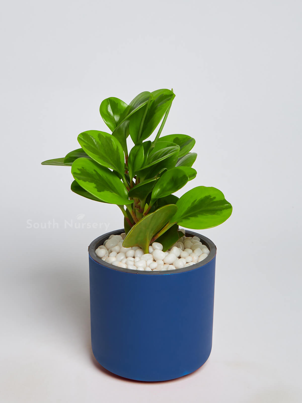 GreenVariegatedPeperomiaObtusifoliaPlantBluePot