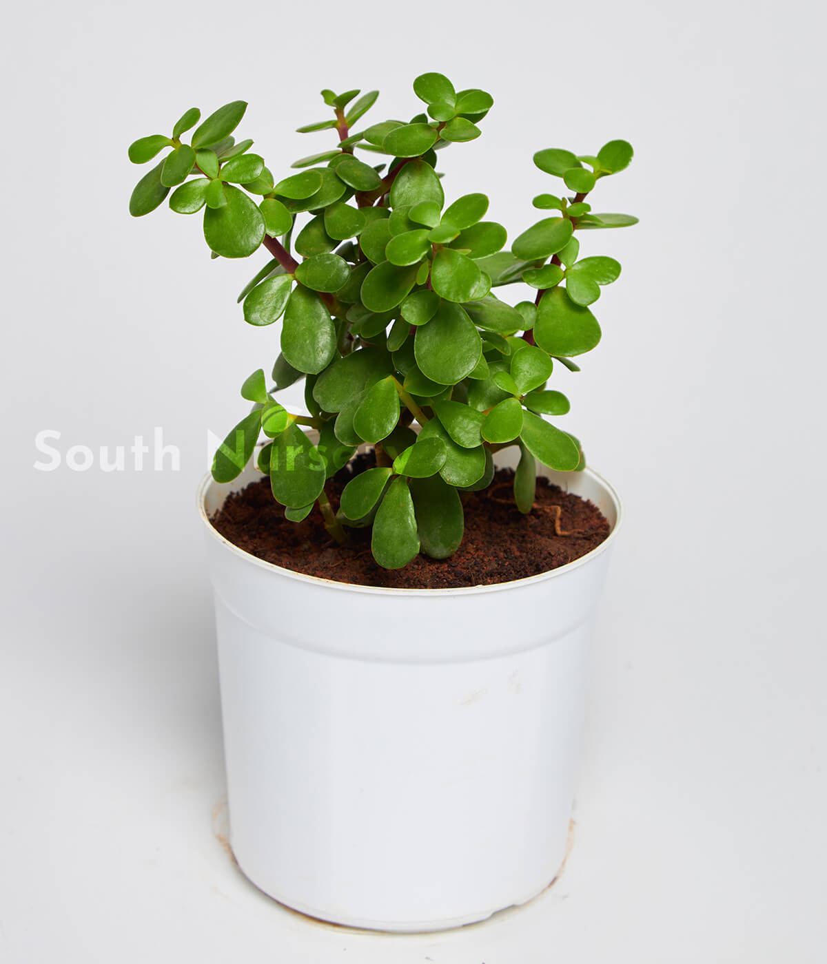 JadePlantWhitePot