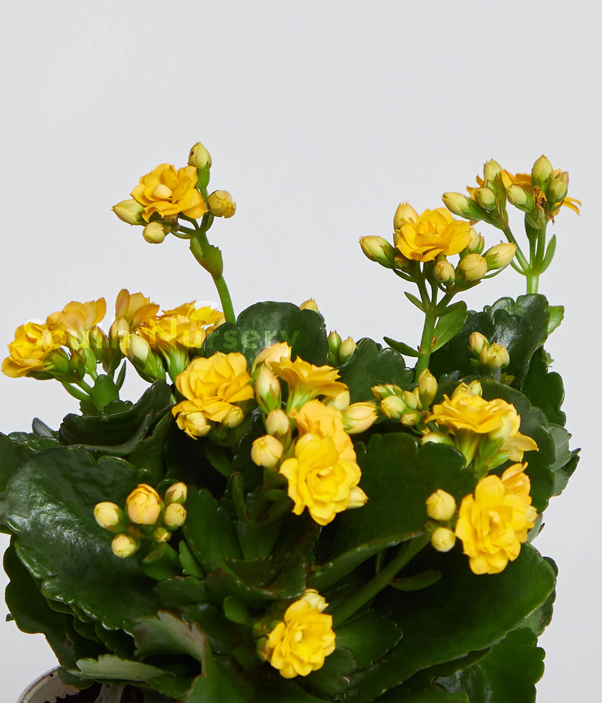 Kalanchoe_Yellow_Plant