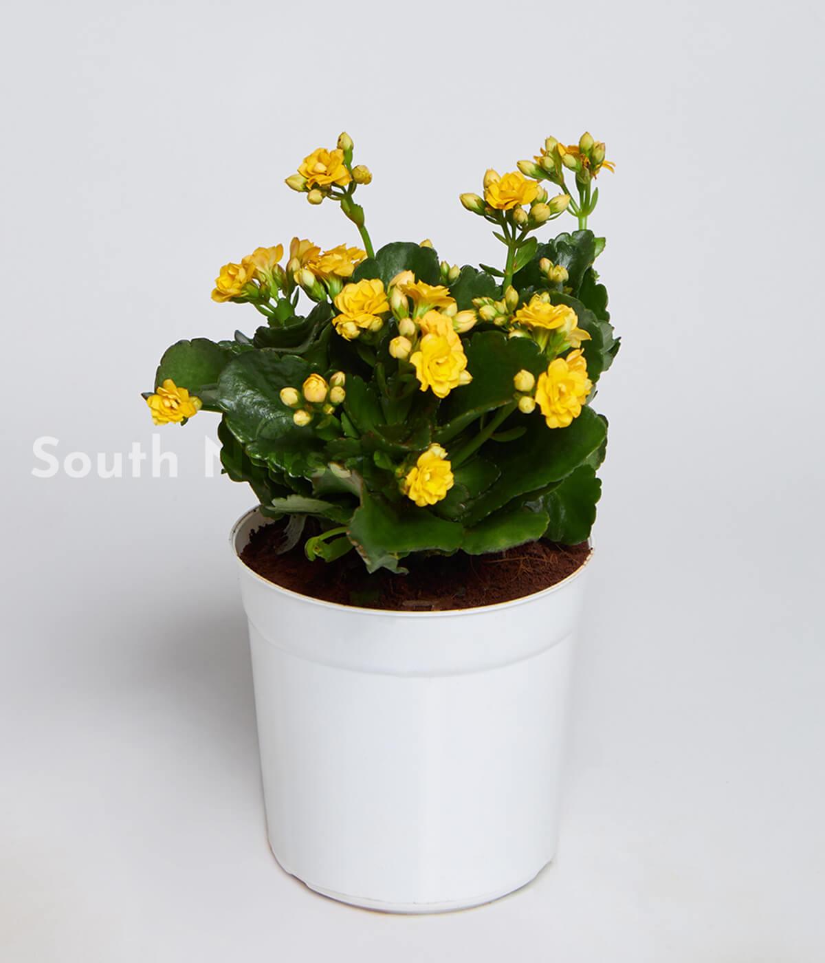 Kalanchoe_Yellow_PlantWhitePot