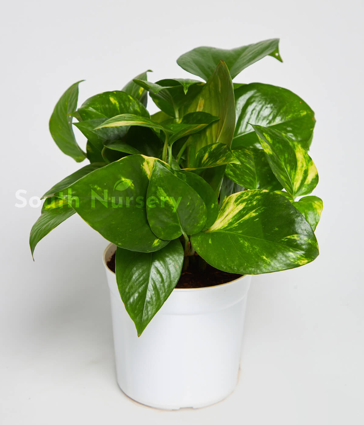 MoneyPlantGreenVariegatedPlant