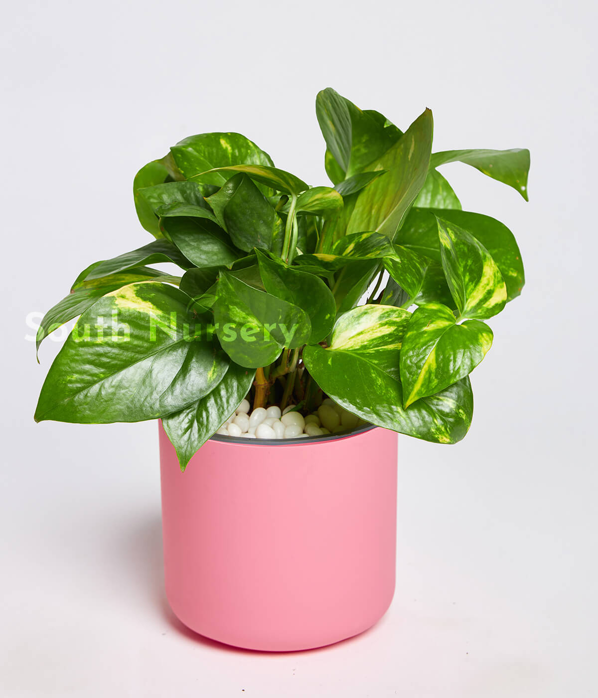 MoneyPlantGreenVariegatedPlantPinkPot