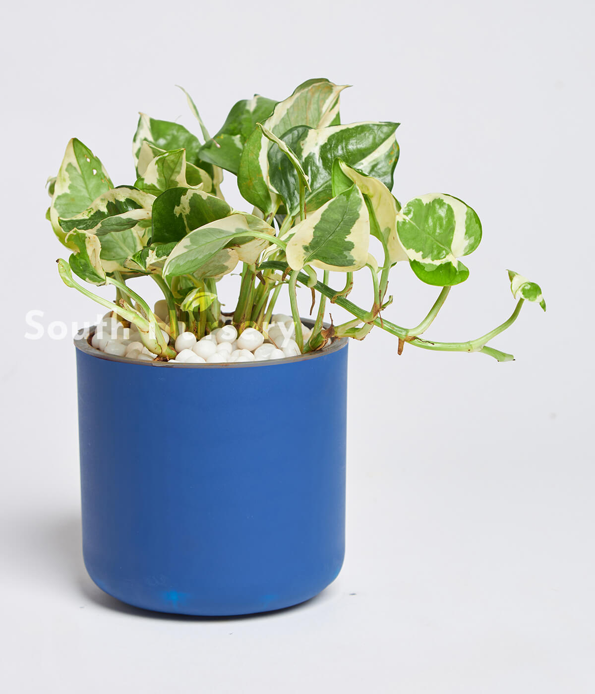 Moneyplantmarbleprince_Scindapsusnjoy-PlantBluepot