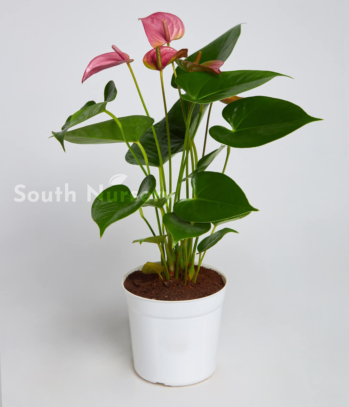 PinkPlantAnthurium