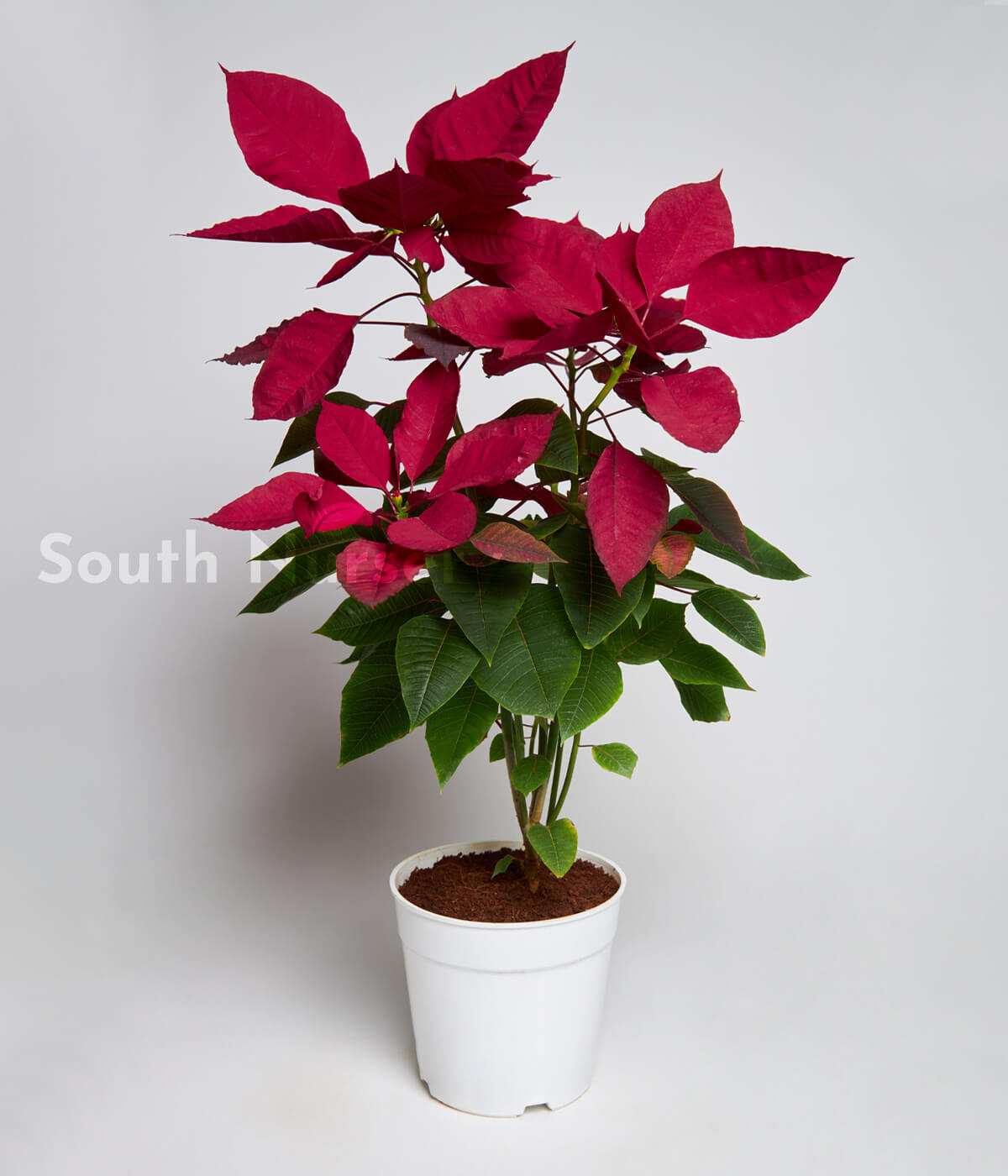 PoinsettiaRedPlant