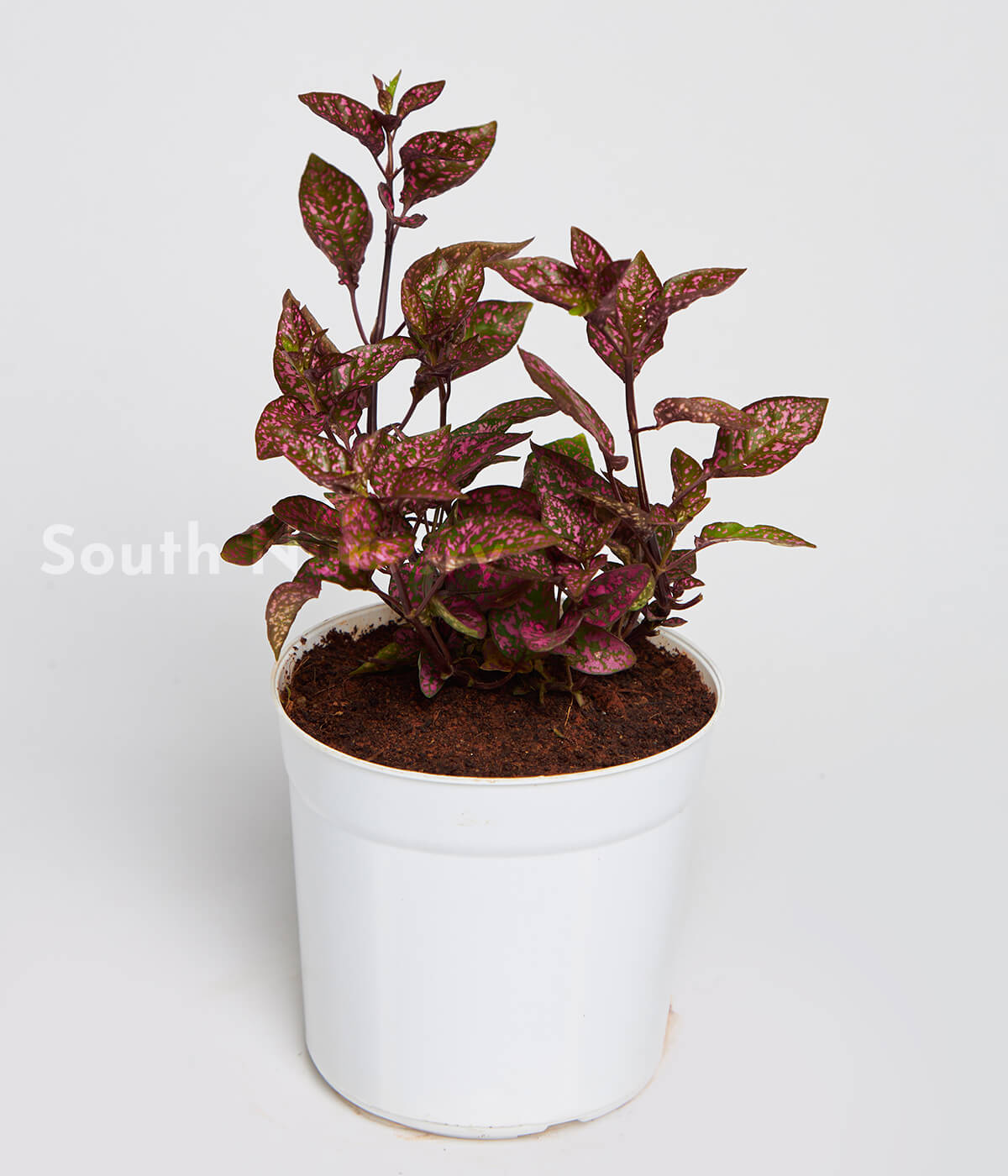 PolkaDot_Hypoestes_Plant