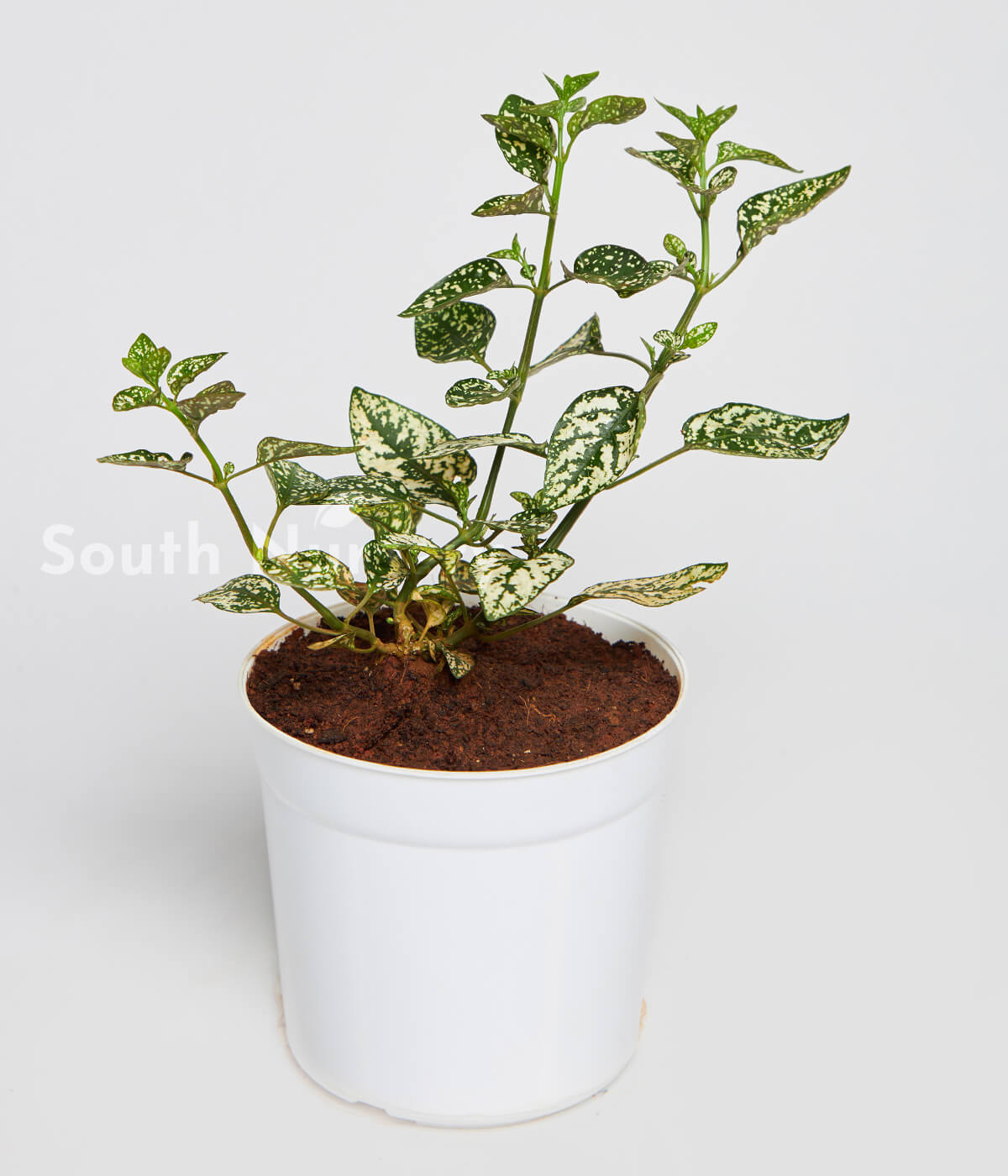 PolkaDotwhite_Hypoestes_PlantWhitePot