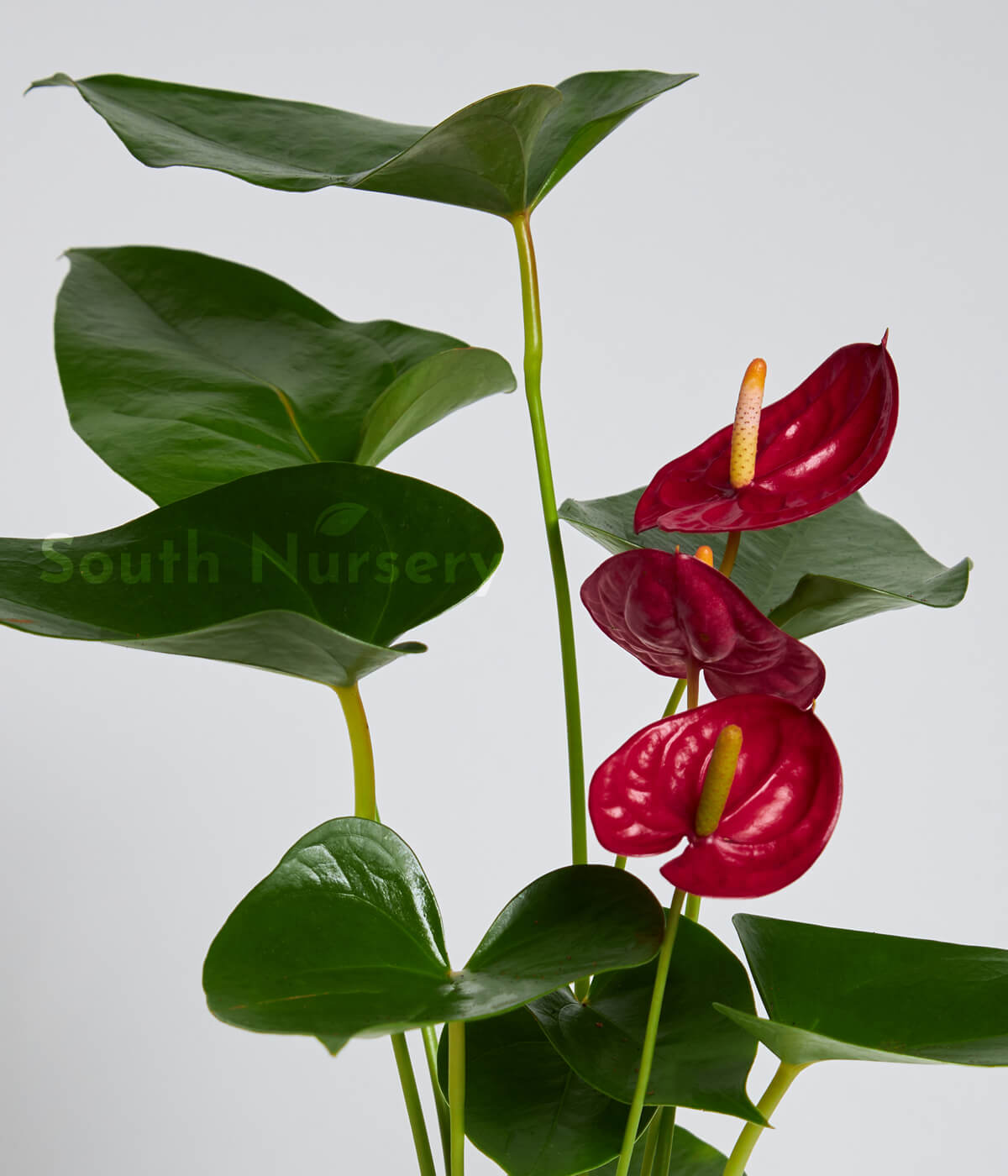 RedPlantAnthurium