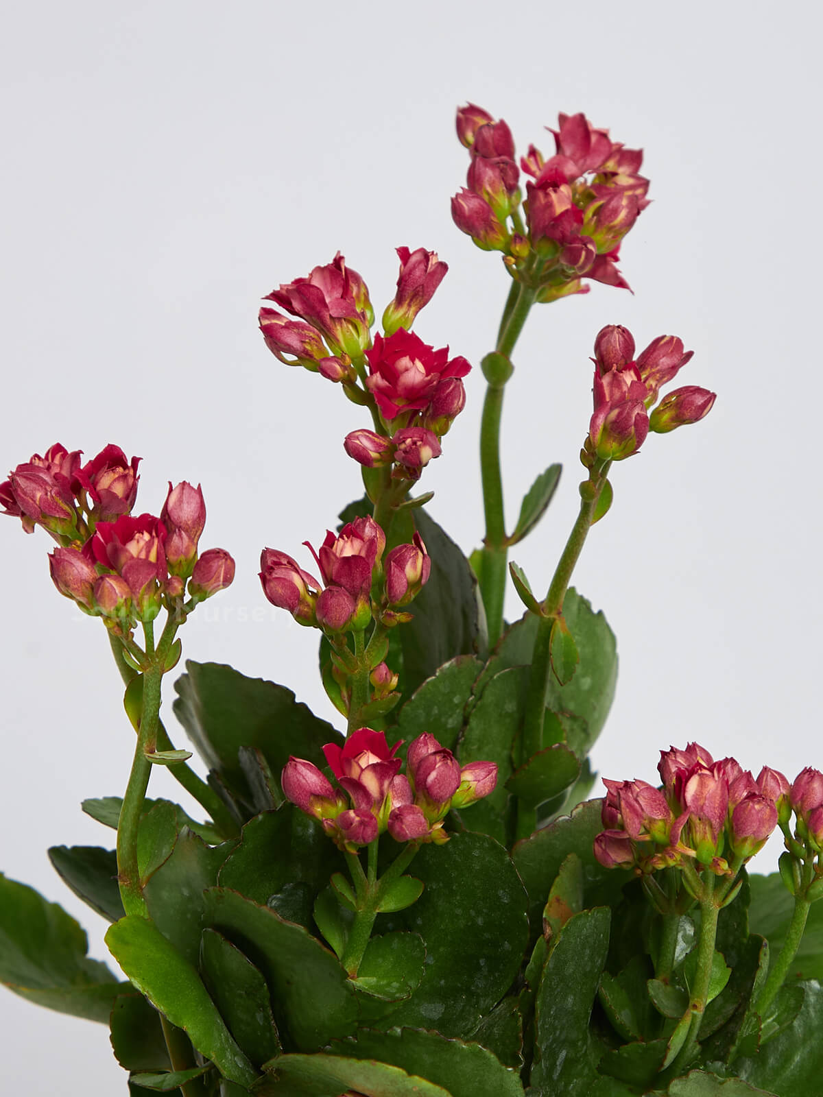 RedplantKalanchoe