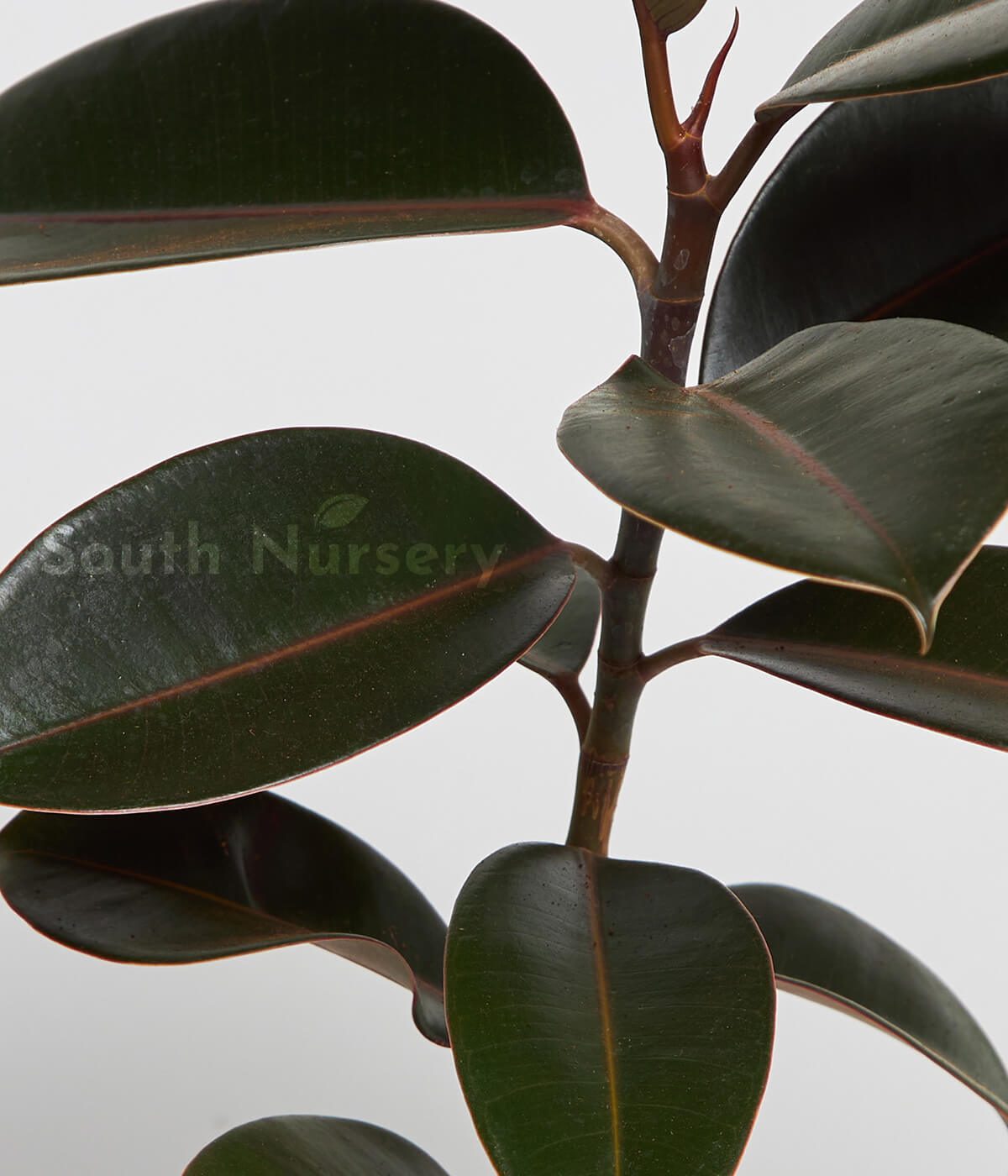 RubberTree_RubberPlant_Ficuselastica_Small_Plant