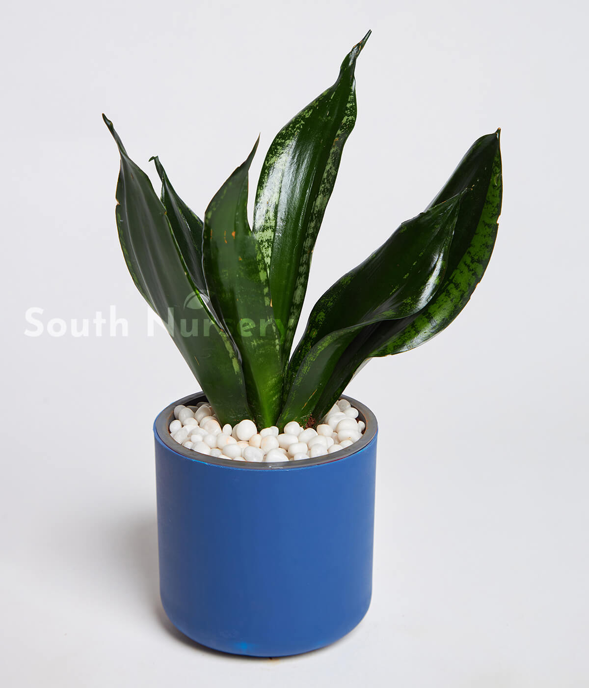 SansevieriaWhitneyPlantBluePot