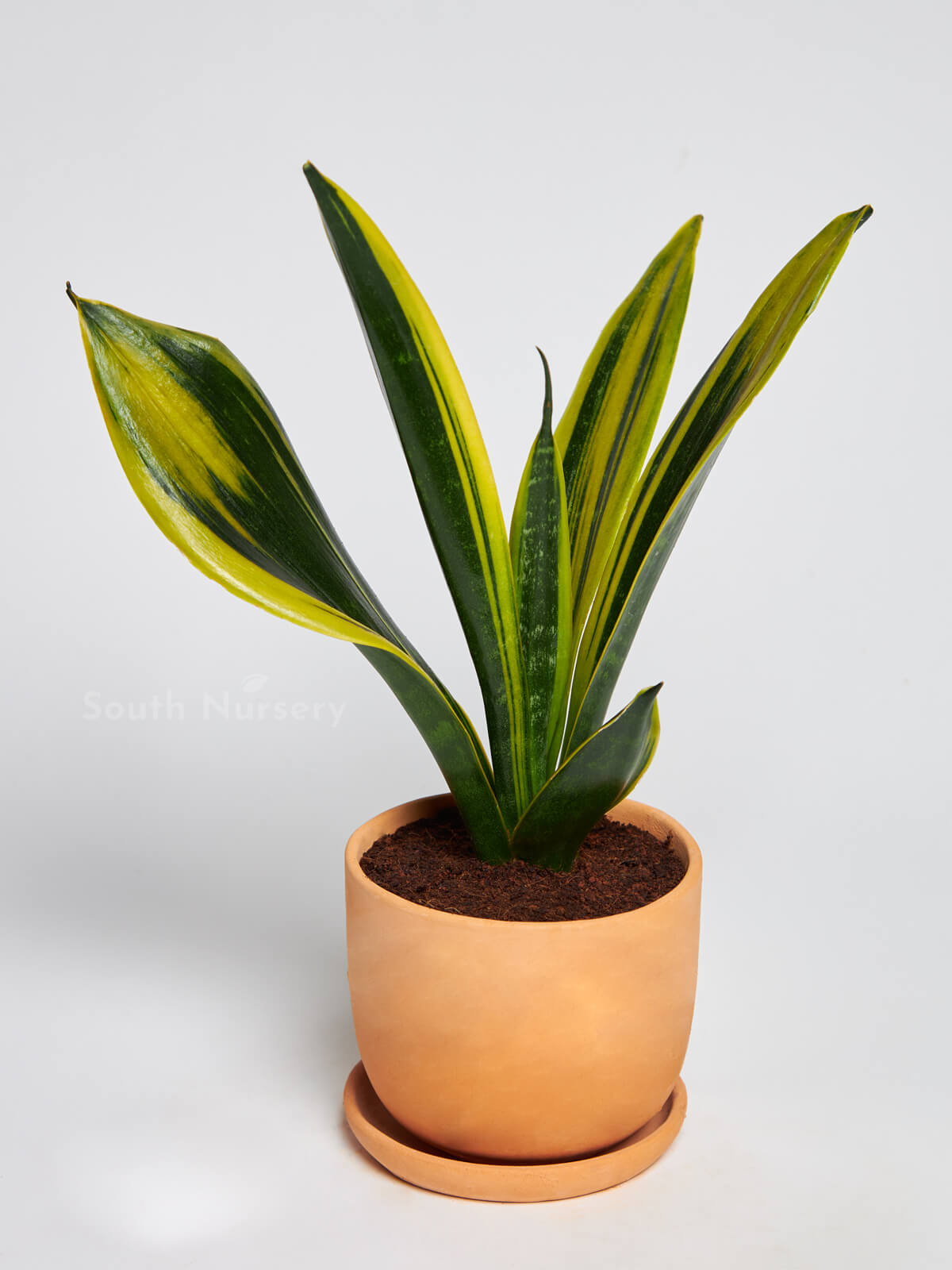 SansevieriatrifasciataGoldenHahnii_SnakePlantTerracota