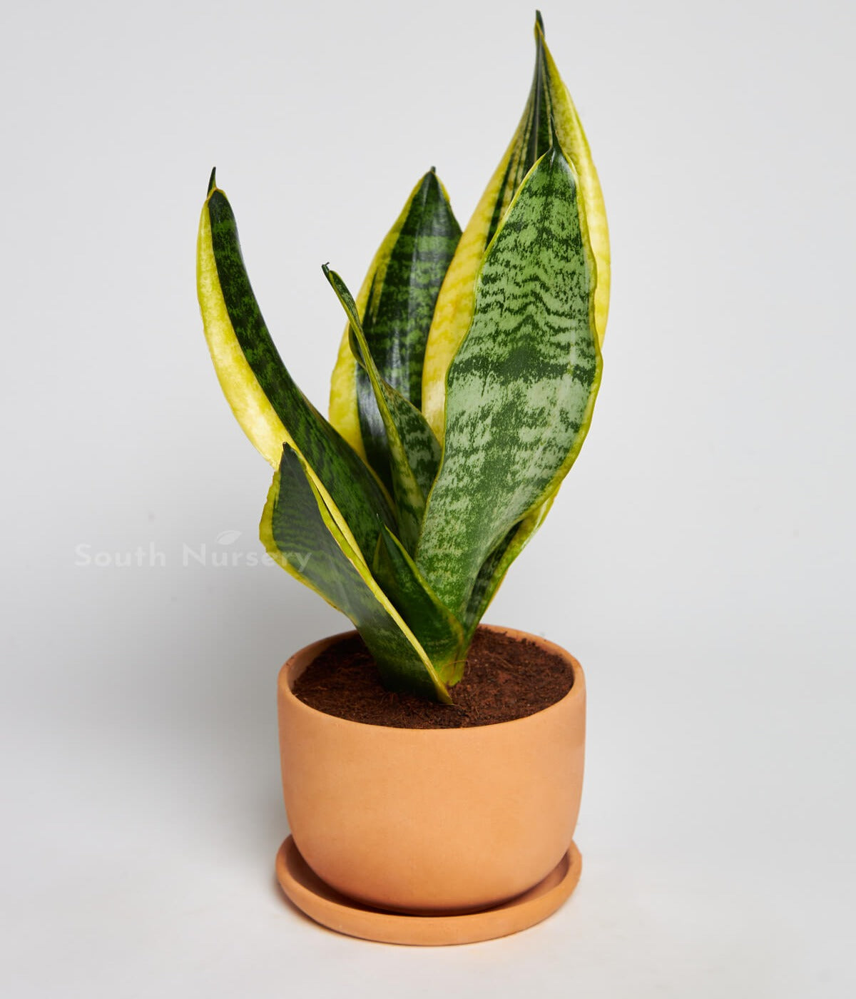 Sansevieriatrifasciata_SnakePlant_var.laurentii