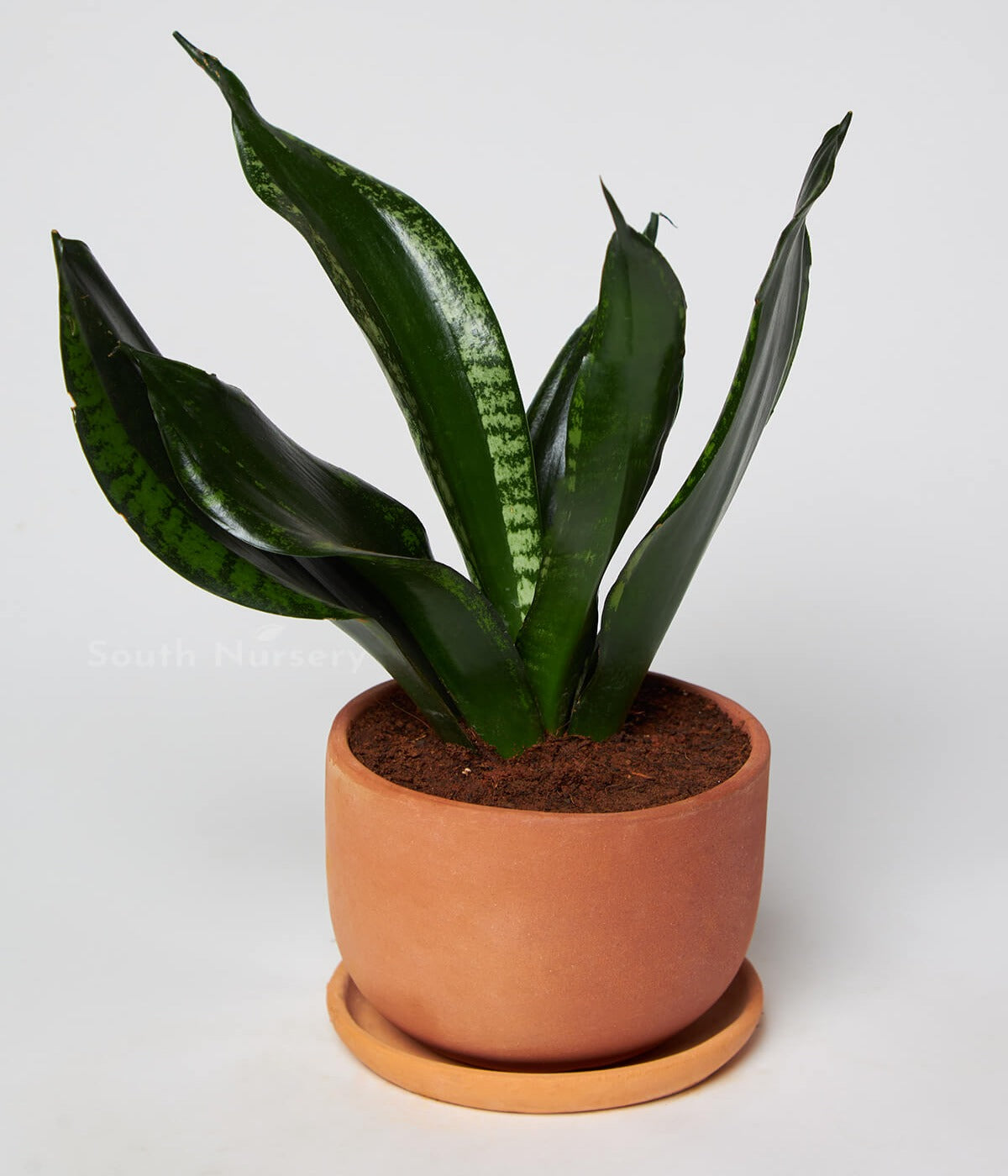 SnakePlant_Sansevieriatrifasciata_SansevieriazeylanicaPlant