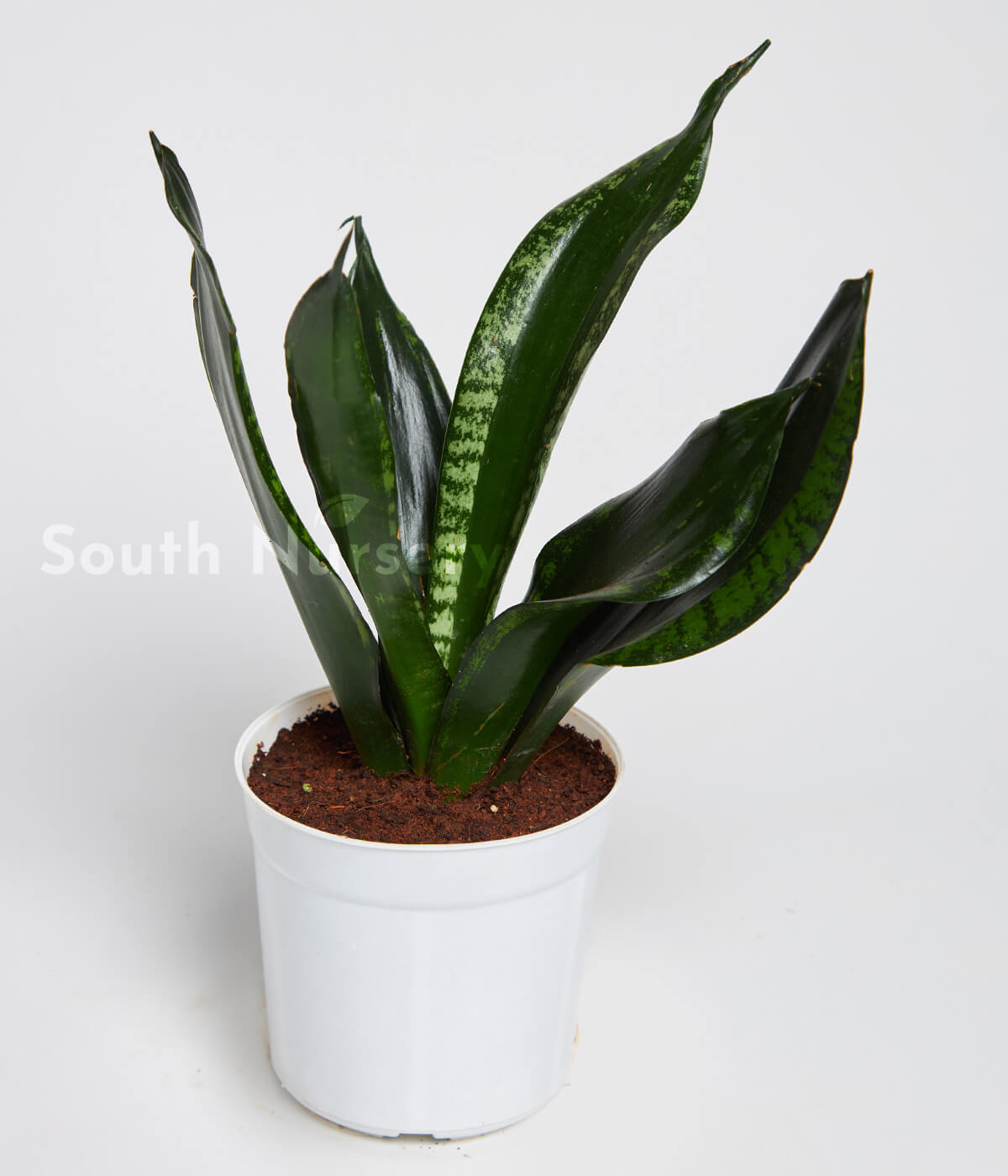 SnakePlant_Sansevieriatrifasciata_SansevieriazeylanicaPlantWhitePot