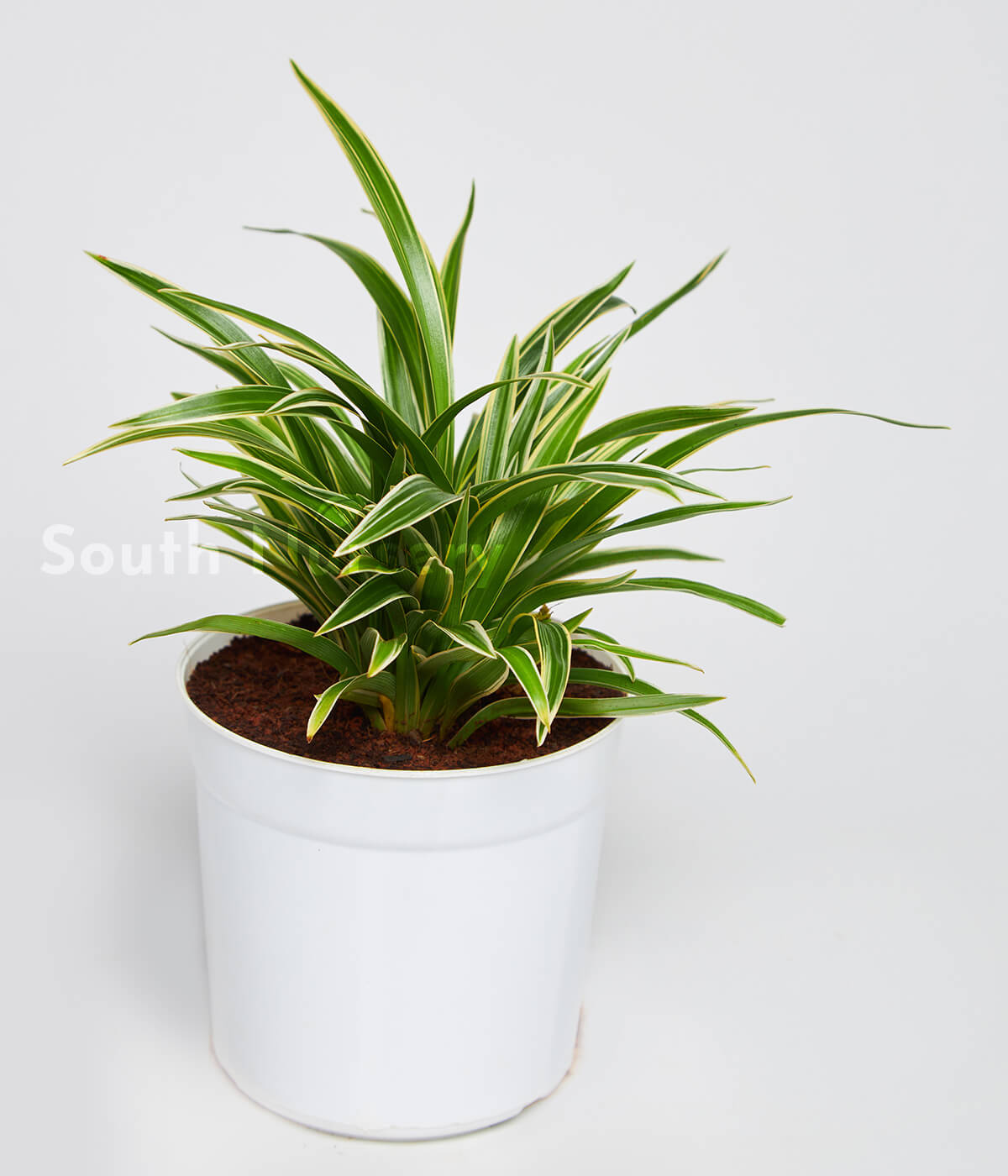 SpiderPlantWhitePot