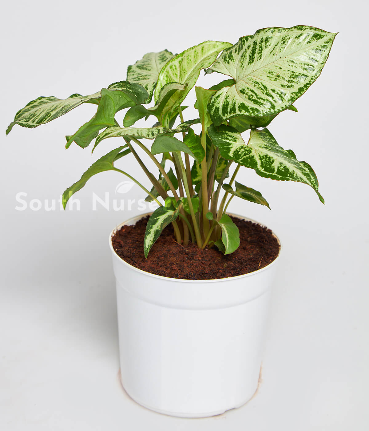 SyngoniumVariegatedPlantWhitePot