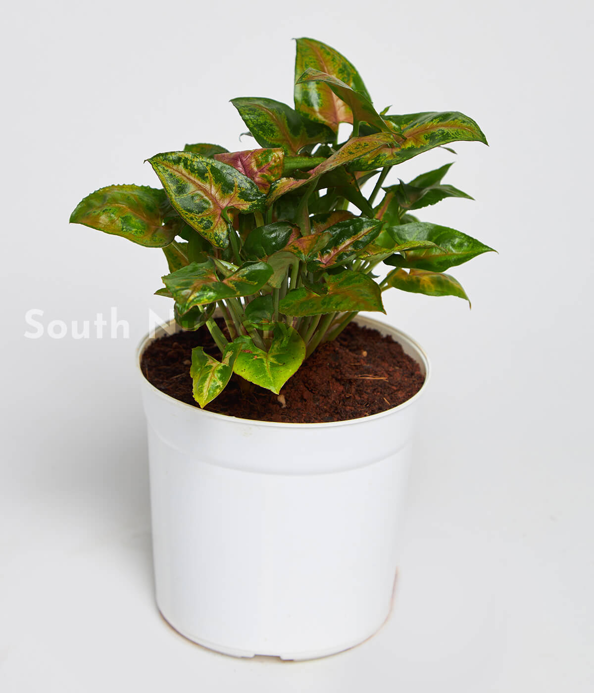 Syngonium_RedVine_PlantWhitePot