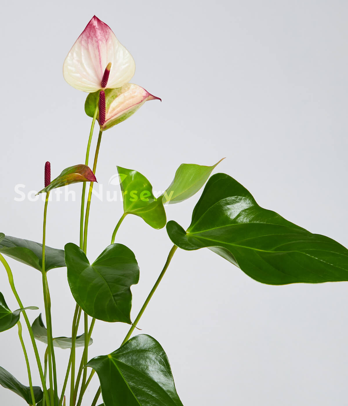 TricolourPlantAnthurium