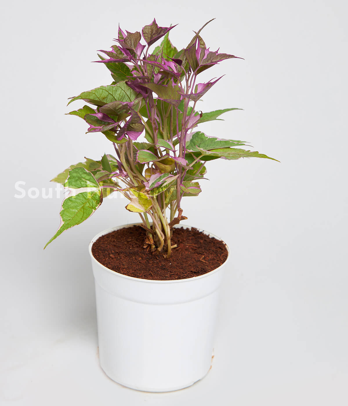 VariegatedPurpleSweetPotatoPlant1WhitePot