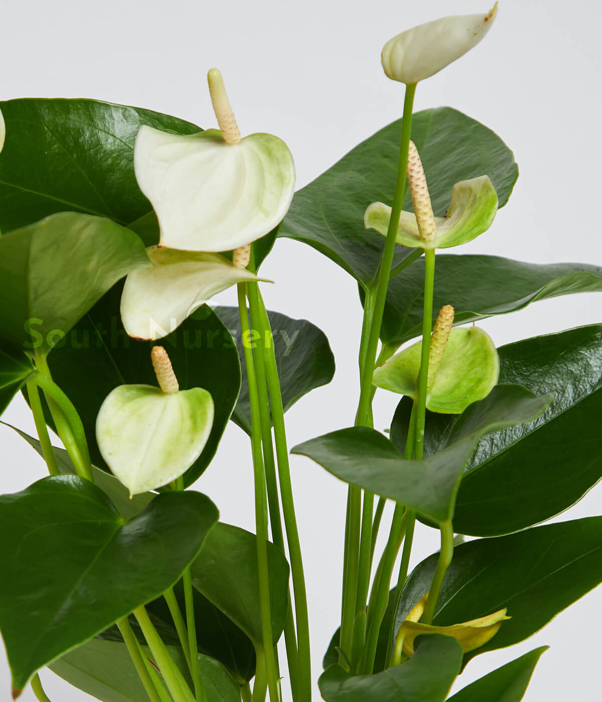 WhitePlantAnthurium