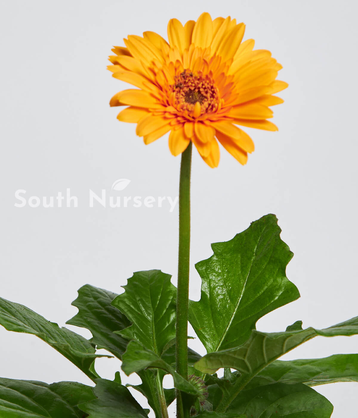 YellowPlantGerbera