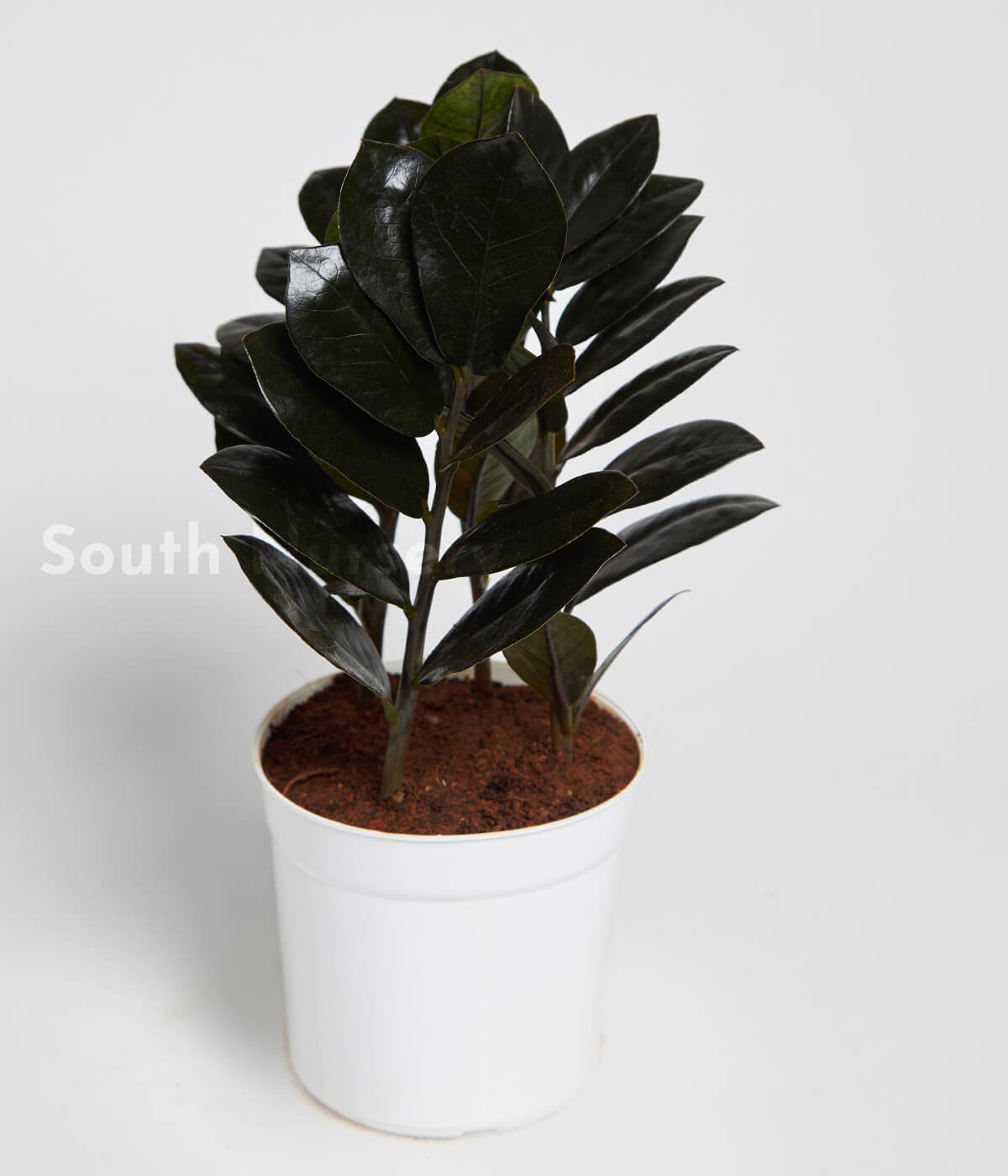 Zamioculcaszamiifolia_ZZplantWhitePot