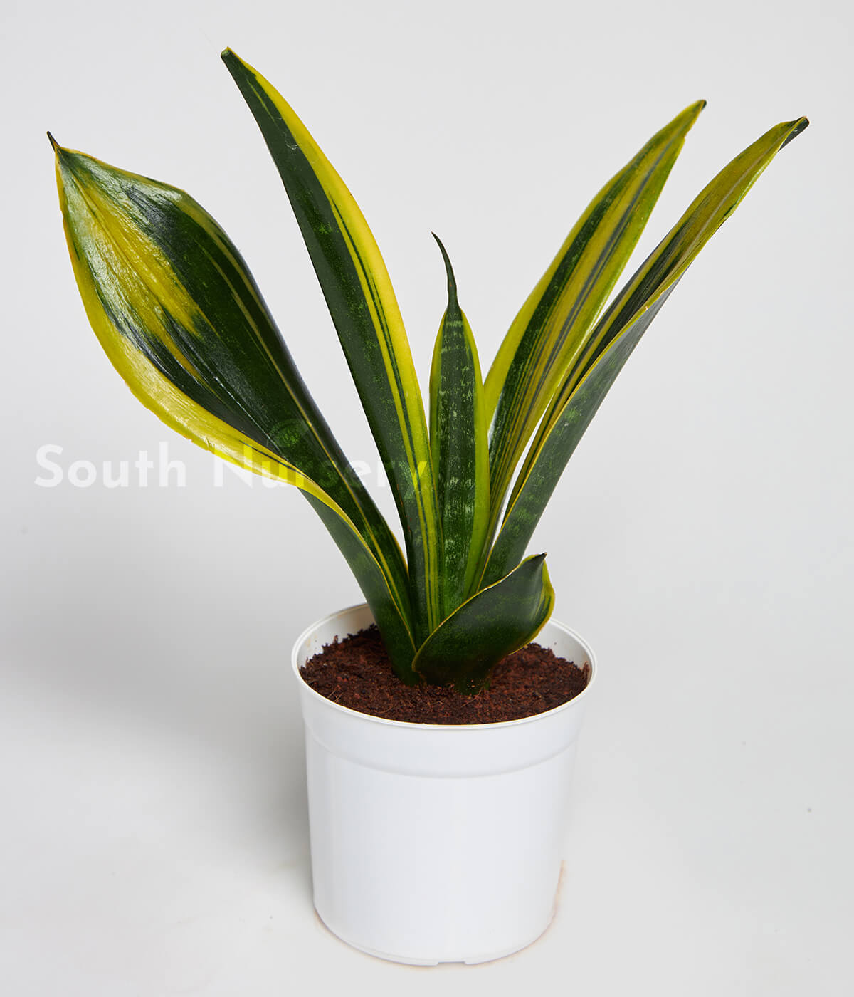 sansevieriagoldenflameplantwhitePot